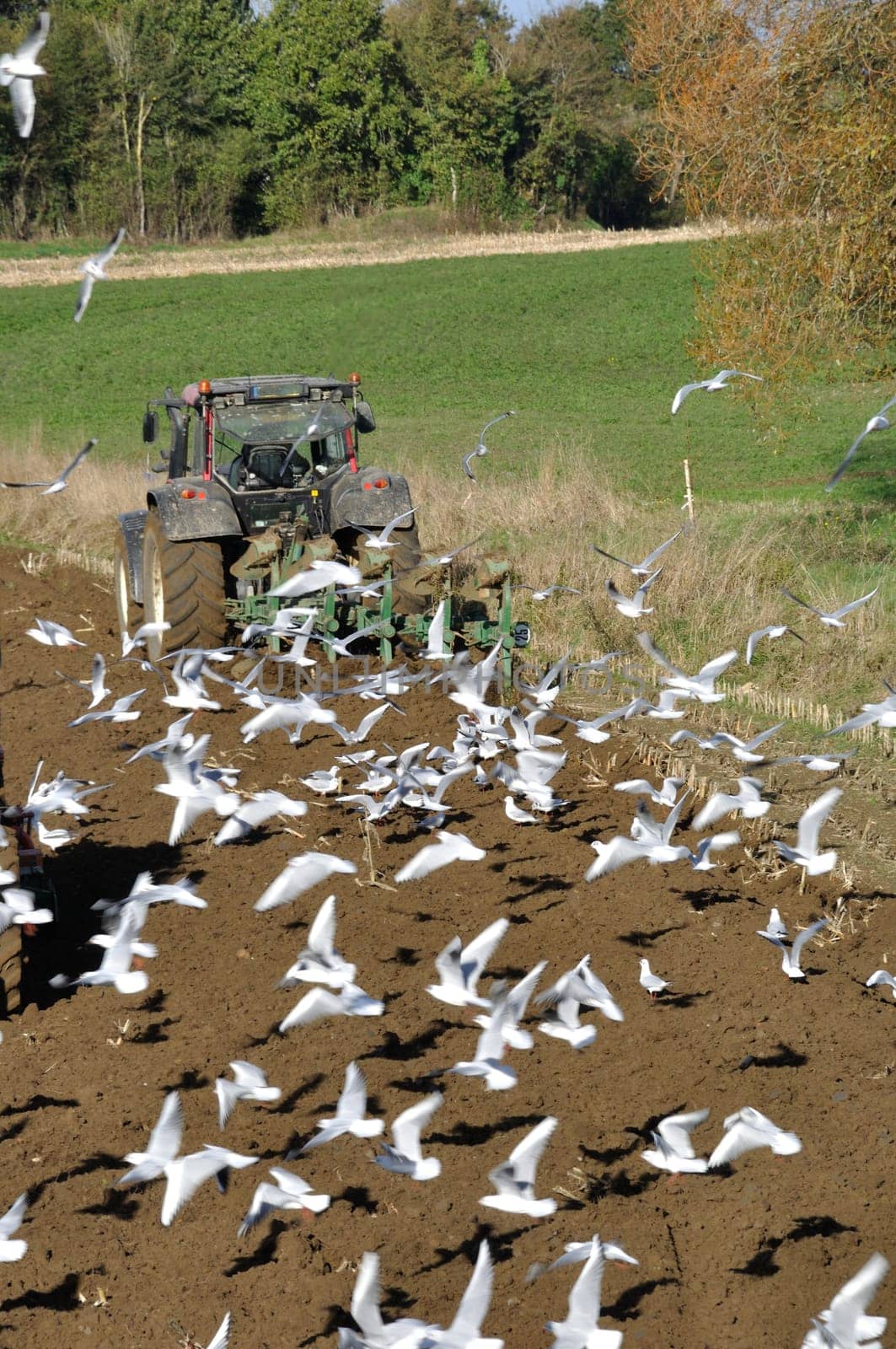 Plow tractor surrounded by seagulls