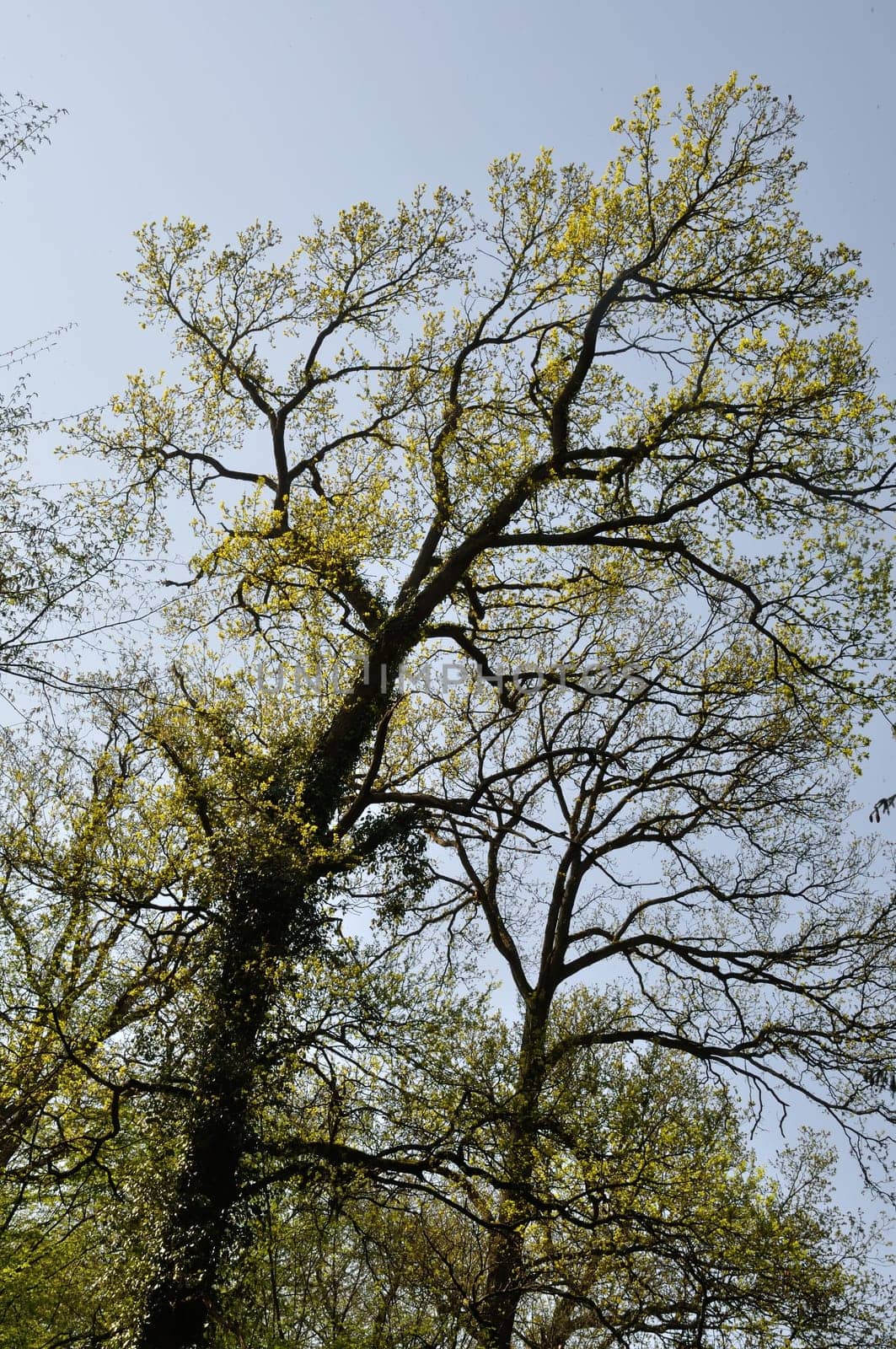 The Communal forest of Saint-Pierre-Les-Elbeuf