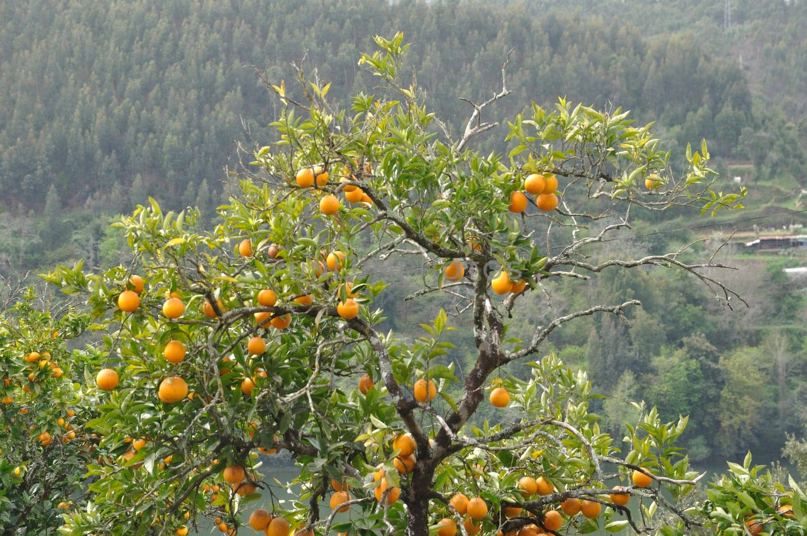 Orange tree near the Douro in Portugal