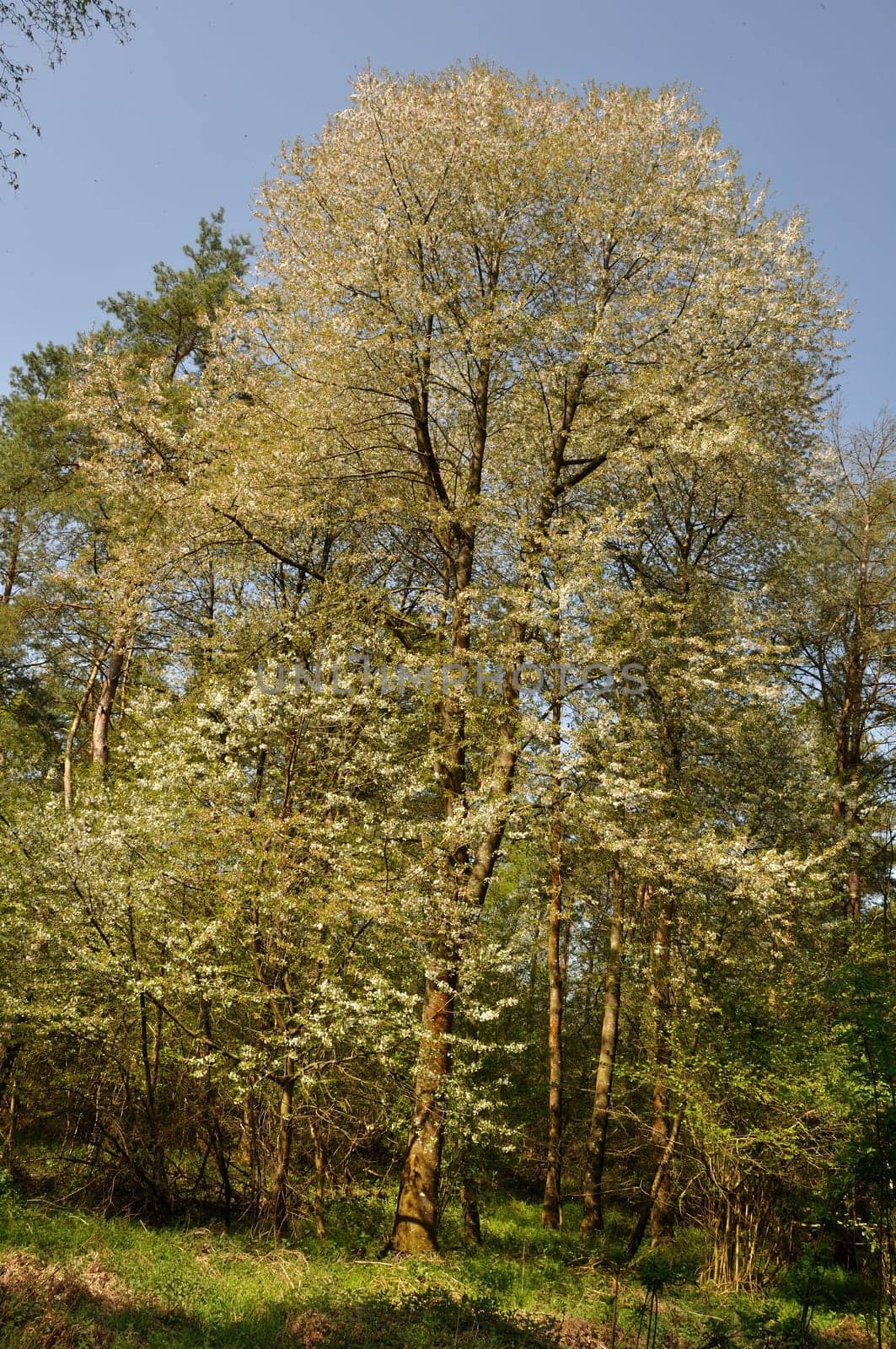 The Communal forest of Saint-Pierre-Les-Elbeuf