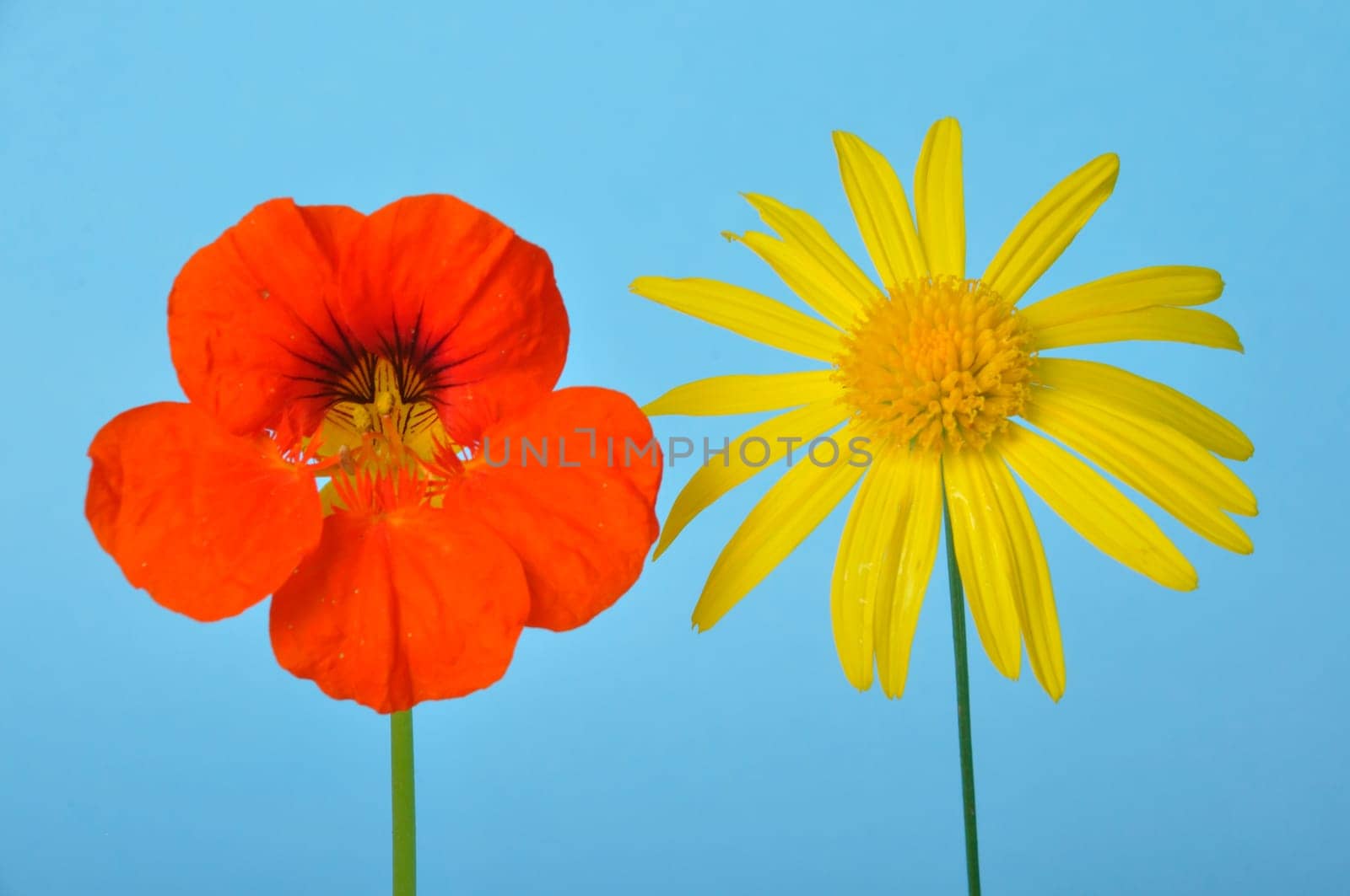 savannah daisies and nasturtiums on a blue background