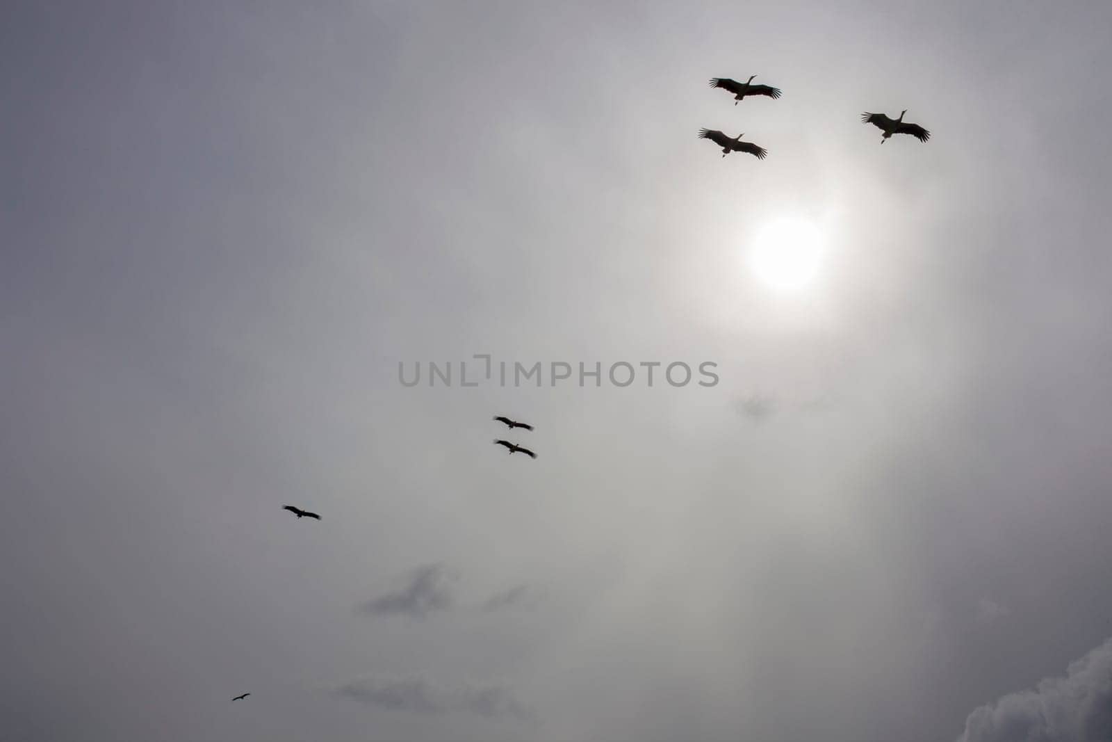 White storks flying against sunlight. Extremadura, Spain