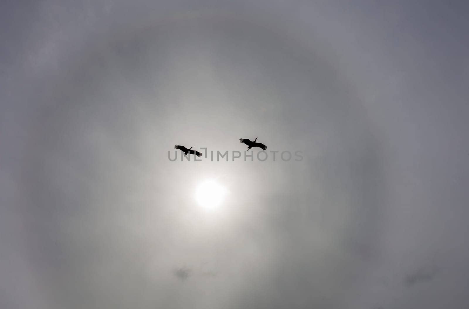 Two white Storks flying against sunlight Halo. Extremadura, Spain