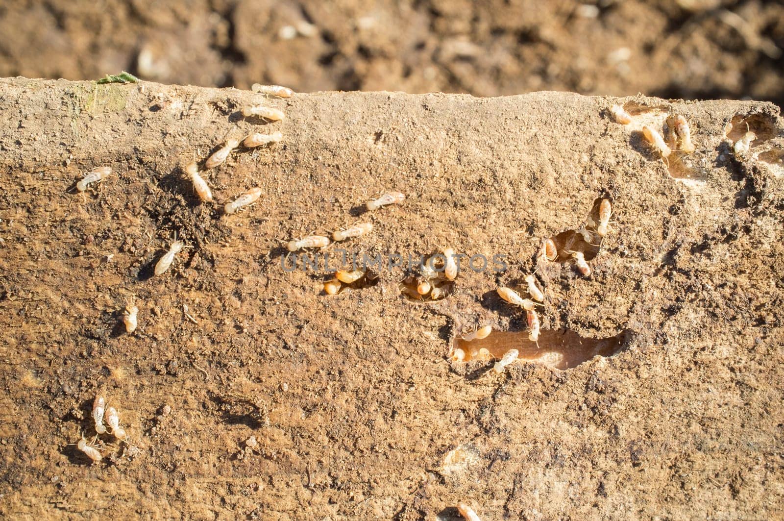 Termites working over old wooden beam. Overhead shot