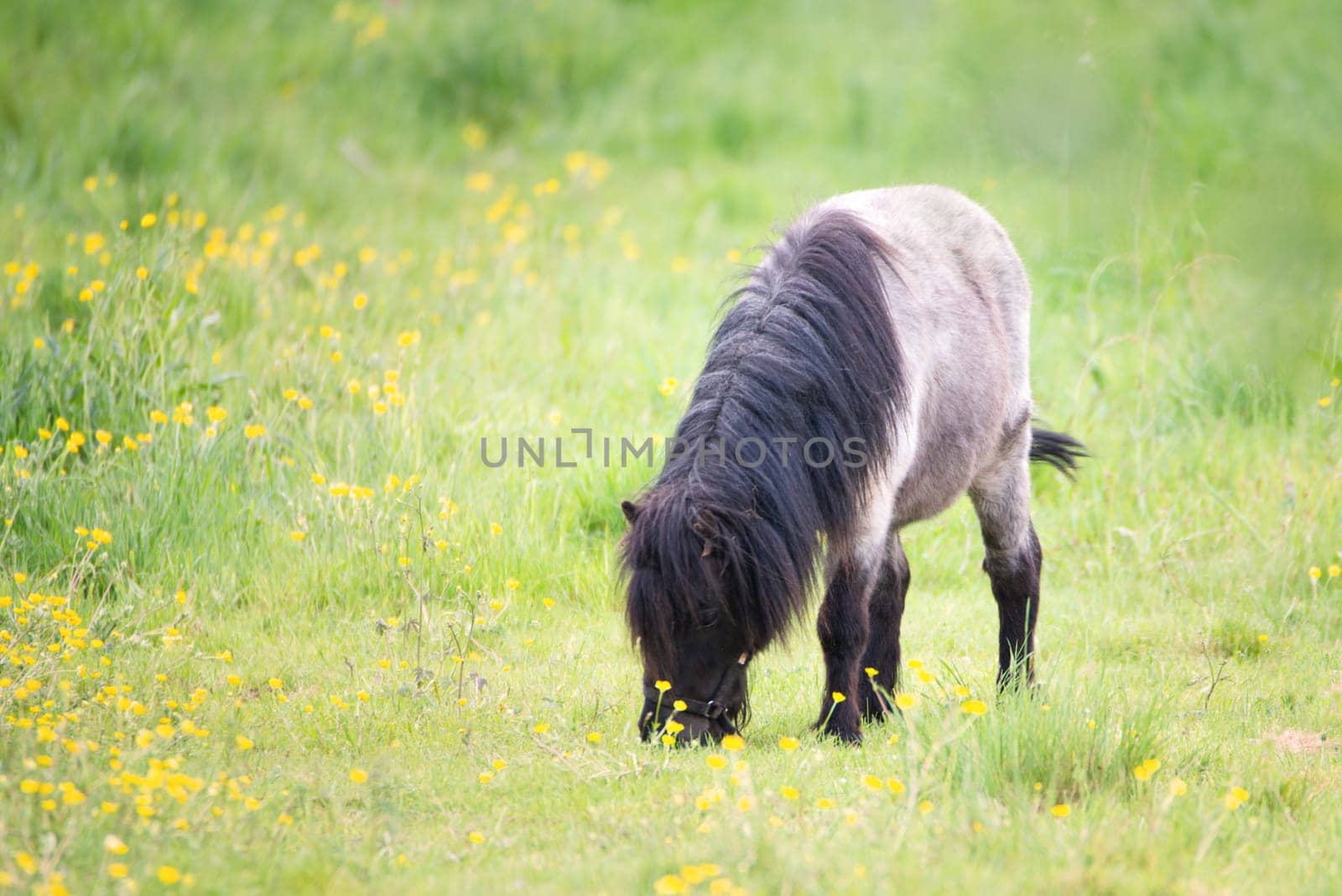 A pony is grazing on the meadow, animal farm in springtime, ranch with horses, countryside