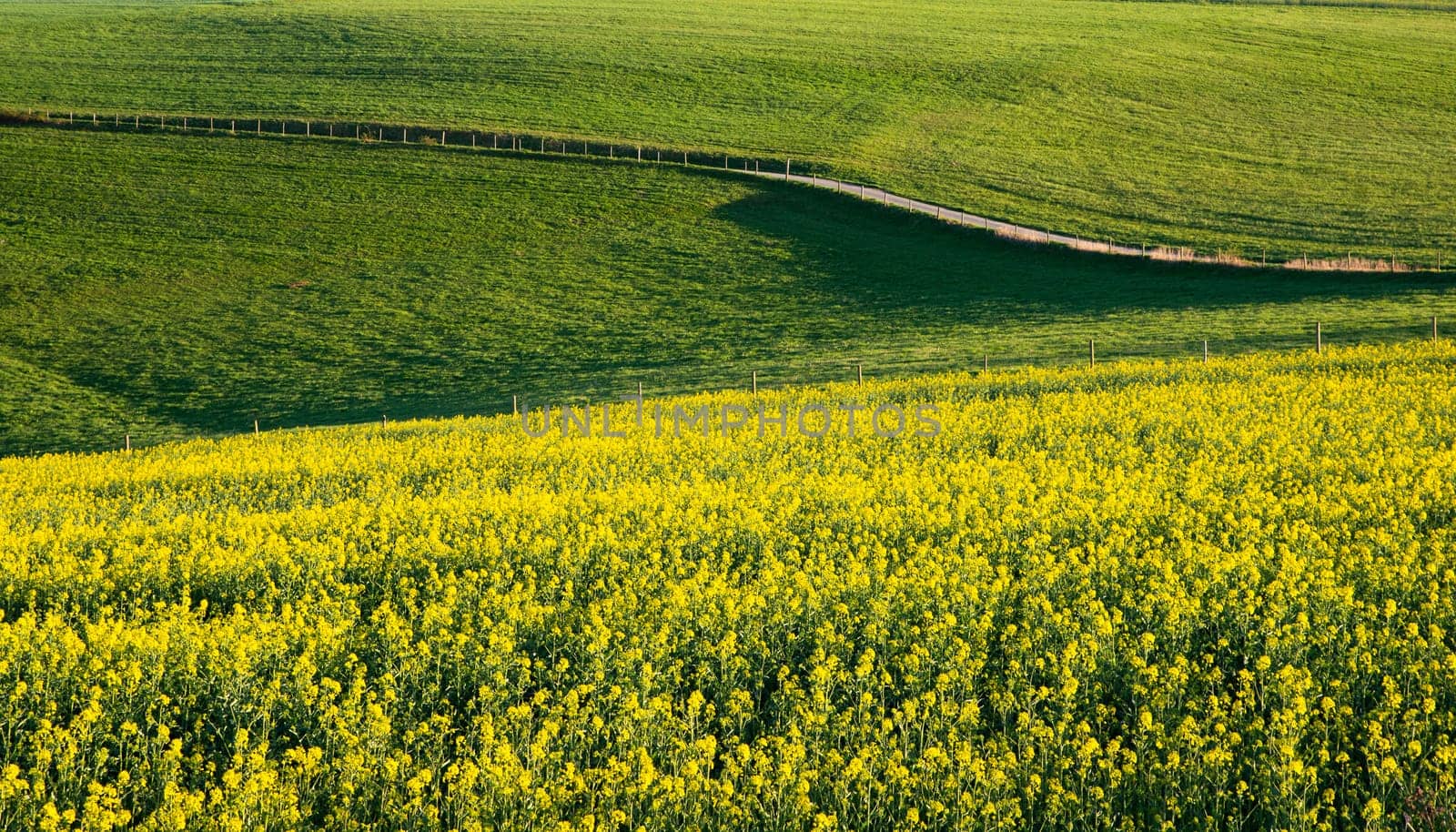 Landscape with yellow blooming raps field, agriculture in spring, countryside in Germany, cultivated farmland
