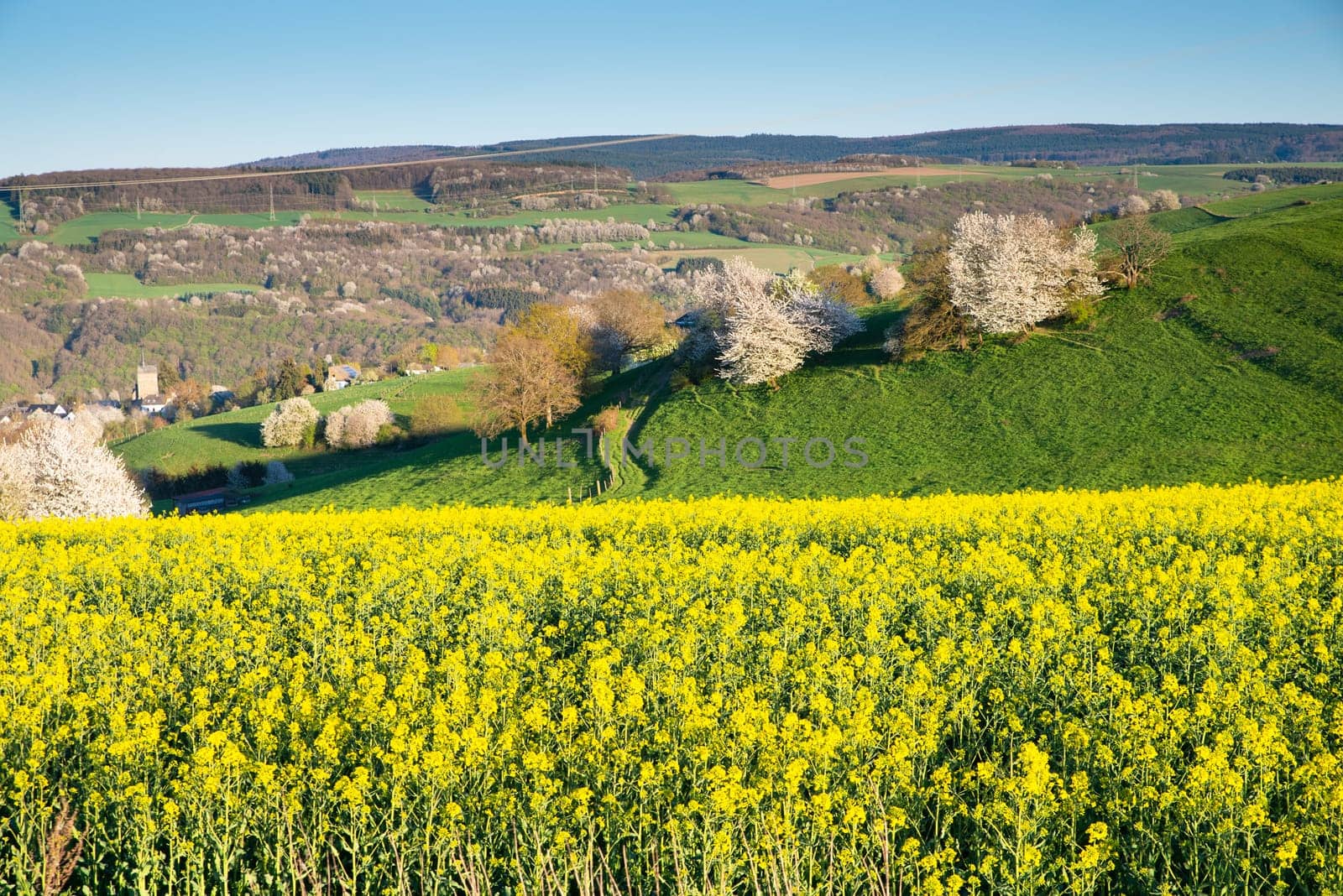 Landscape with yellow blooming raps field, agriculture in spring, countryside in Germany, cultivated farmland