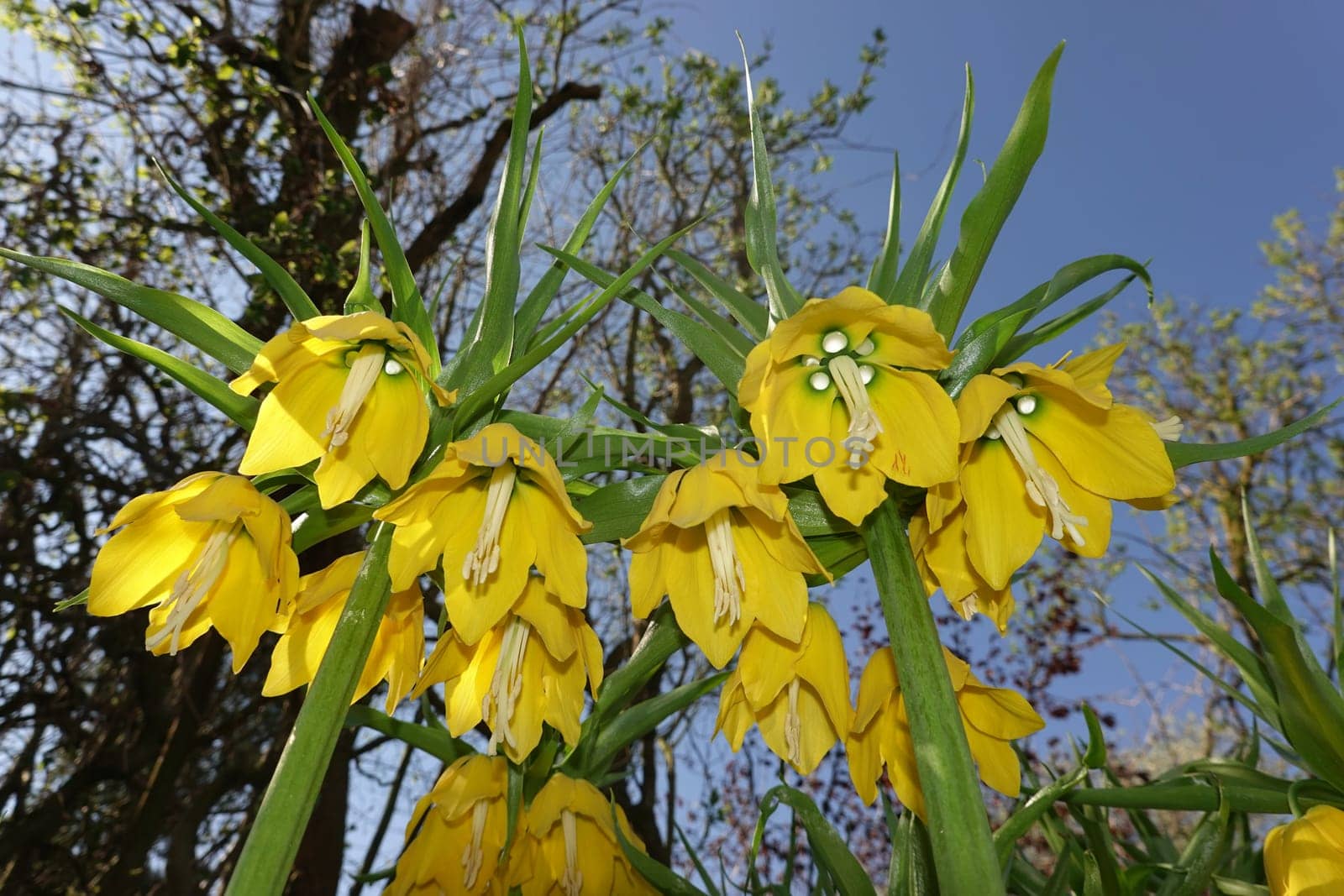 gelb blühende Kaiserkrone (Fritillaria imperialis)