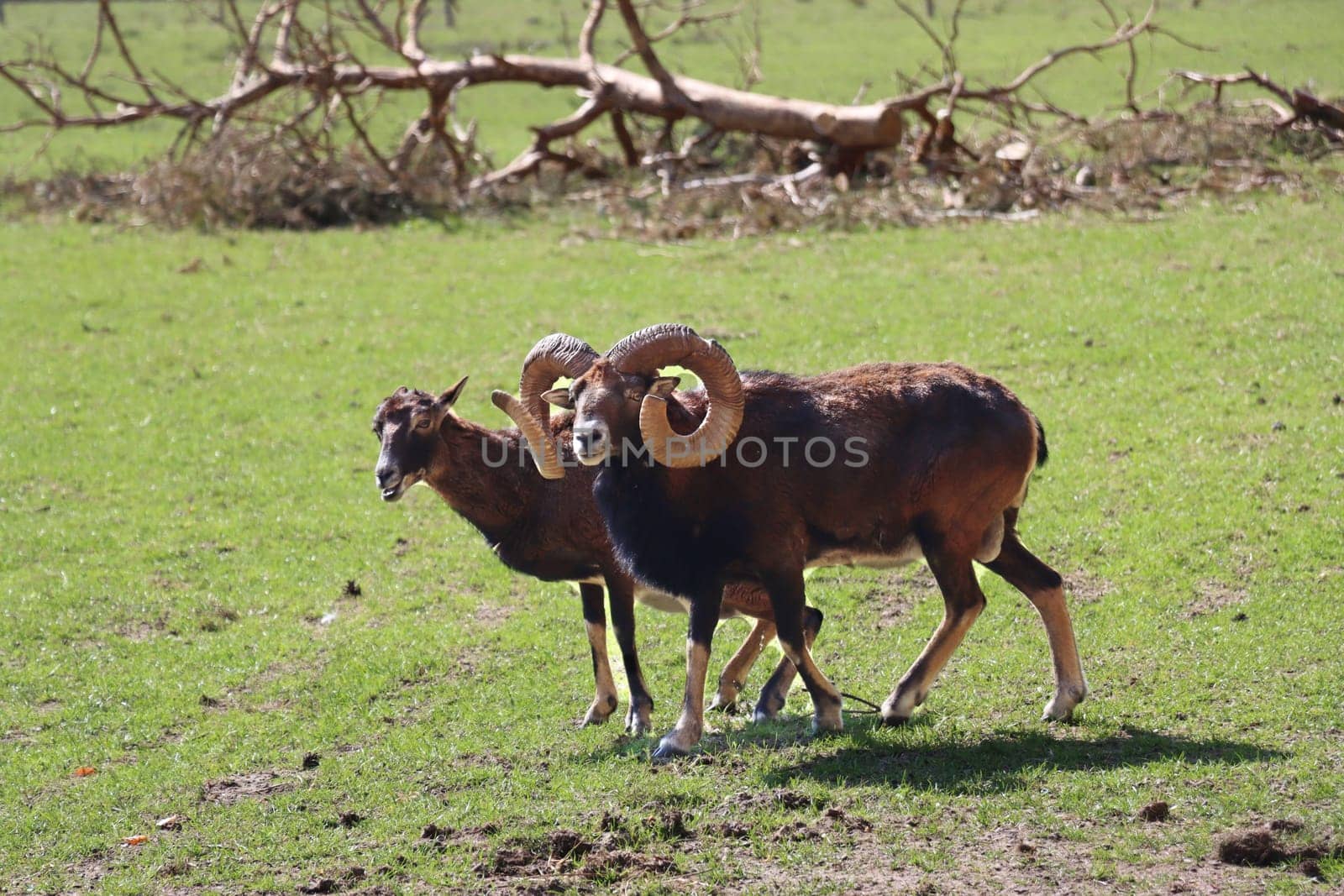Mufflon (Ovis gmelini musimon) im Wildgehege, Niedersachsen, Deutschland, Uelzen