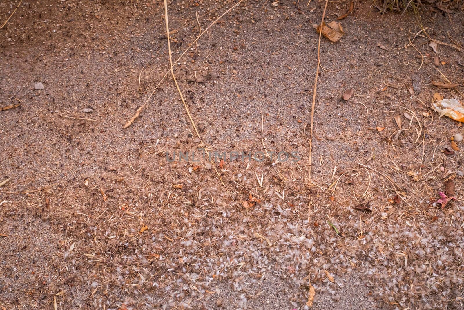 A colony of tiny ants swarming an area