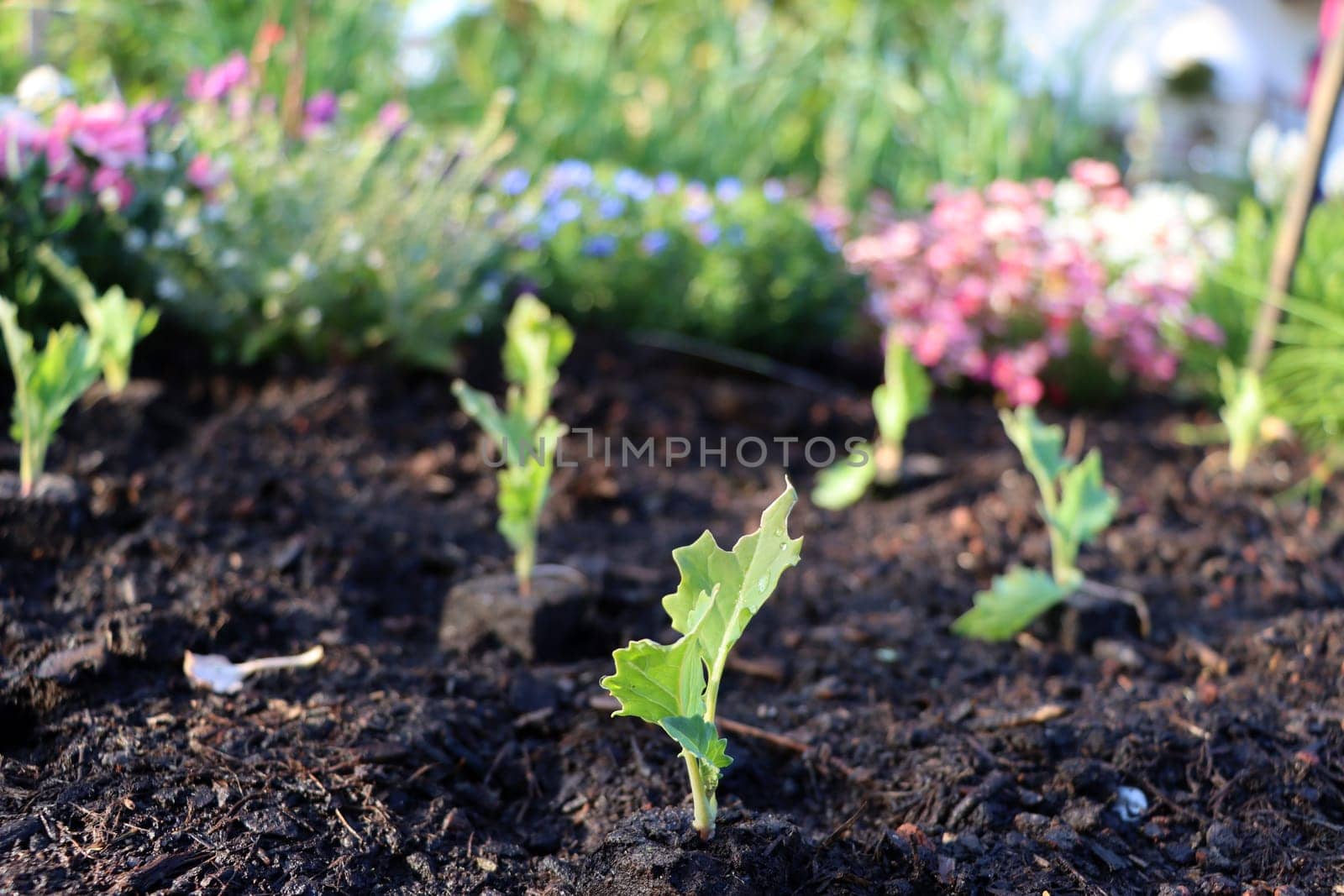 Kohlrabi (Brassica oleracea var. gongylodes) - Setzlinge im Hochbeet, im Hintergrund Gartenblumen, zum einpflanzen zwischengeparkt