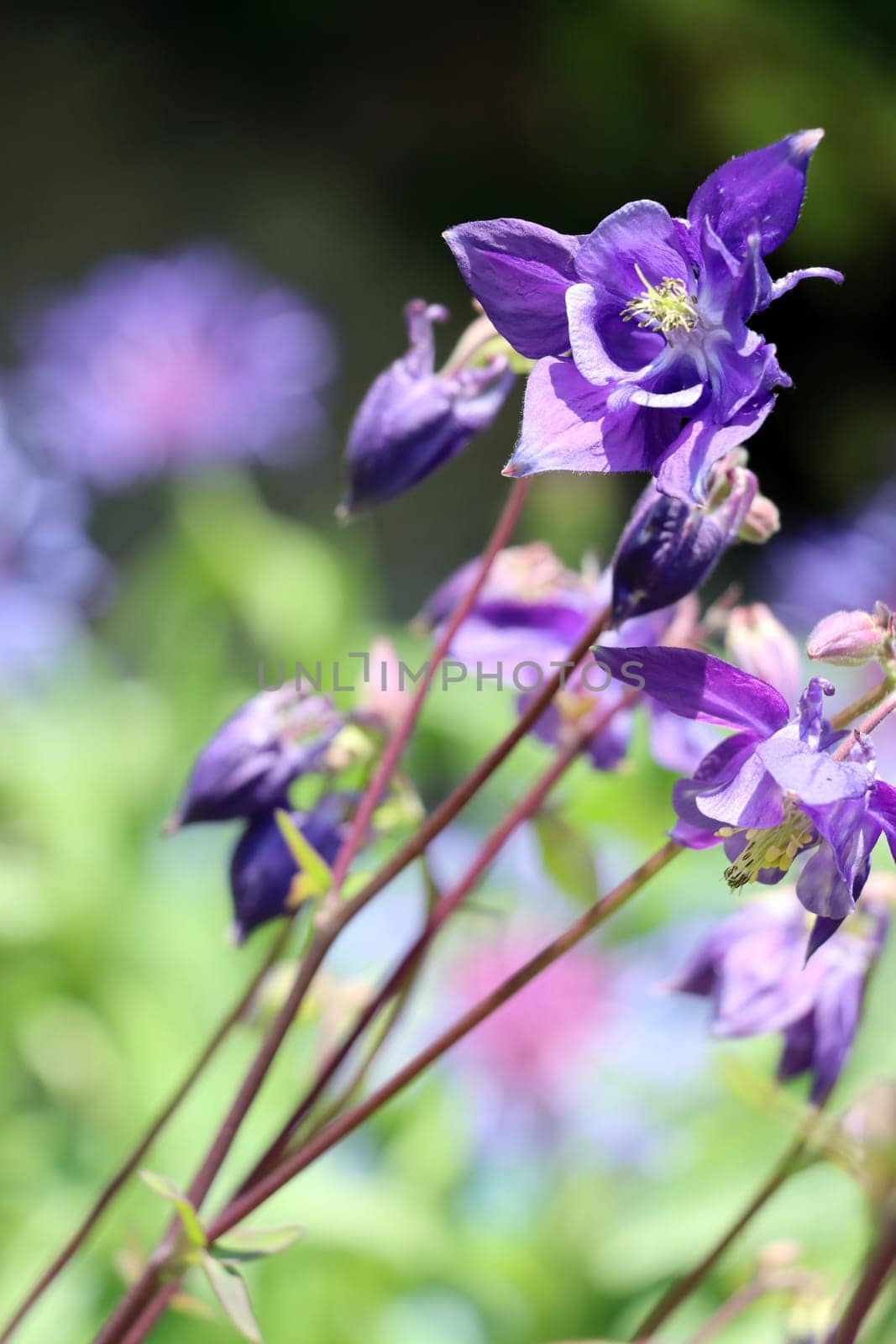 Akelei (Aquilegia spec.) - blühende Pflanze im naturnahen Garten