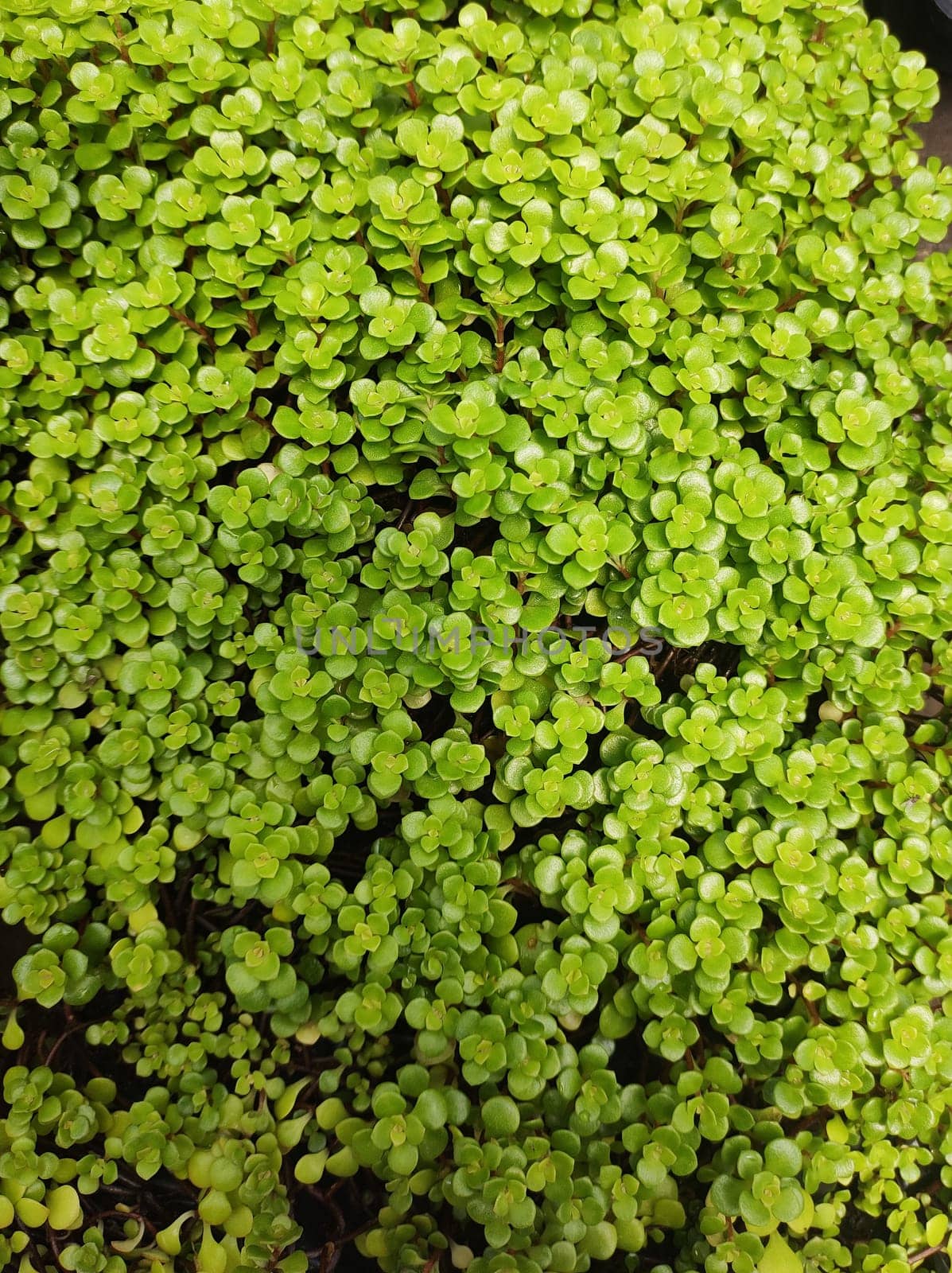 Garden of succulent creeping plants (Sedum) green stonecrops filling the entire frame.