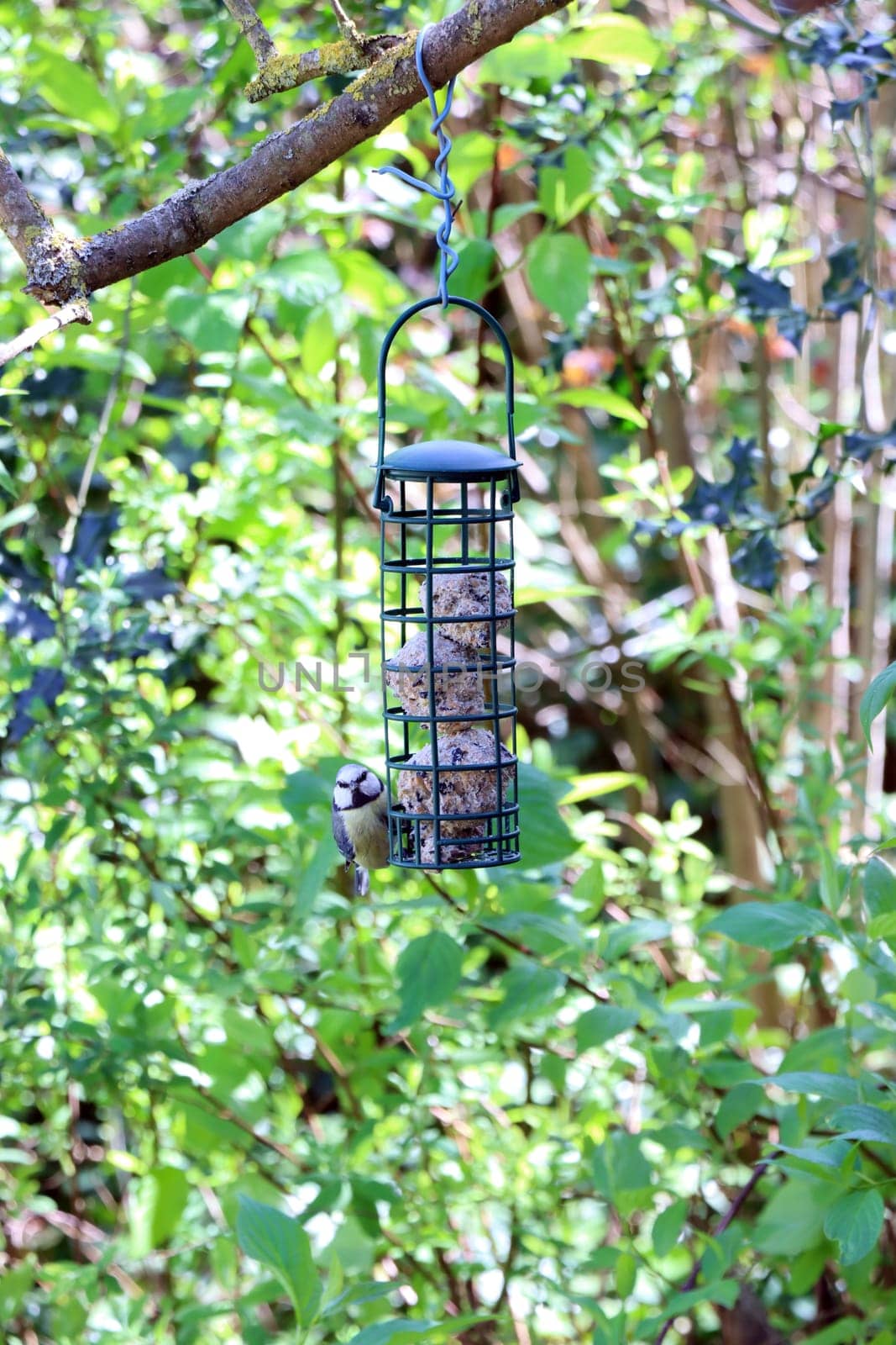 Blaumeise (Cyanistes caeruleus, Syn.Parus caeruleus) an einer Sommerfutterstelle mit Meisenknödeln