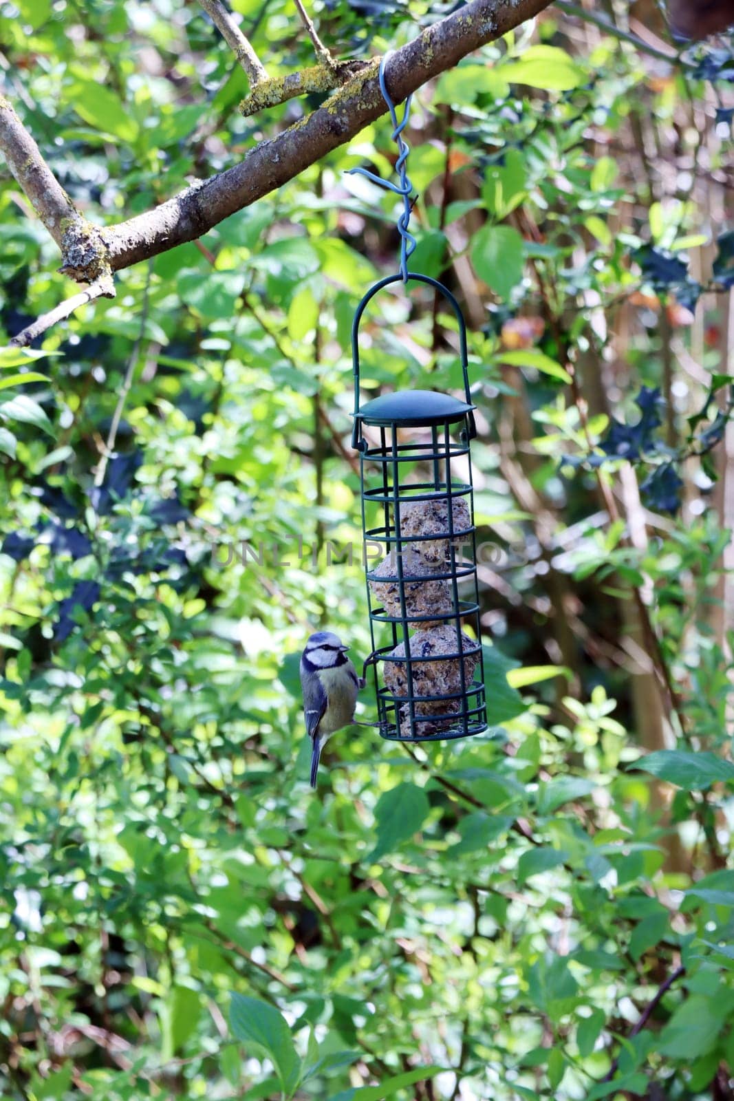 Blaumeise (Cyanistes caeruleus, Syn.Parus caeruleus) an einer Sommerfutterstelle mit Meisenknödeln