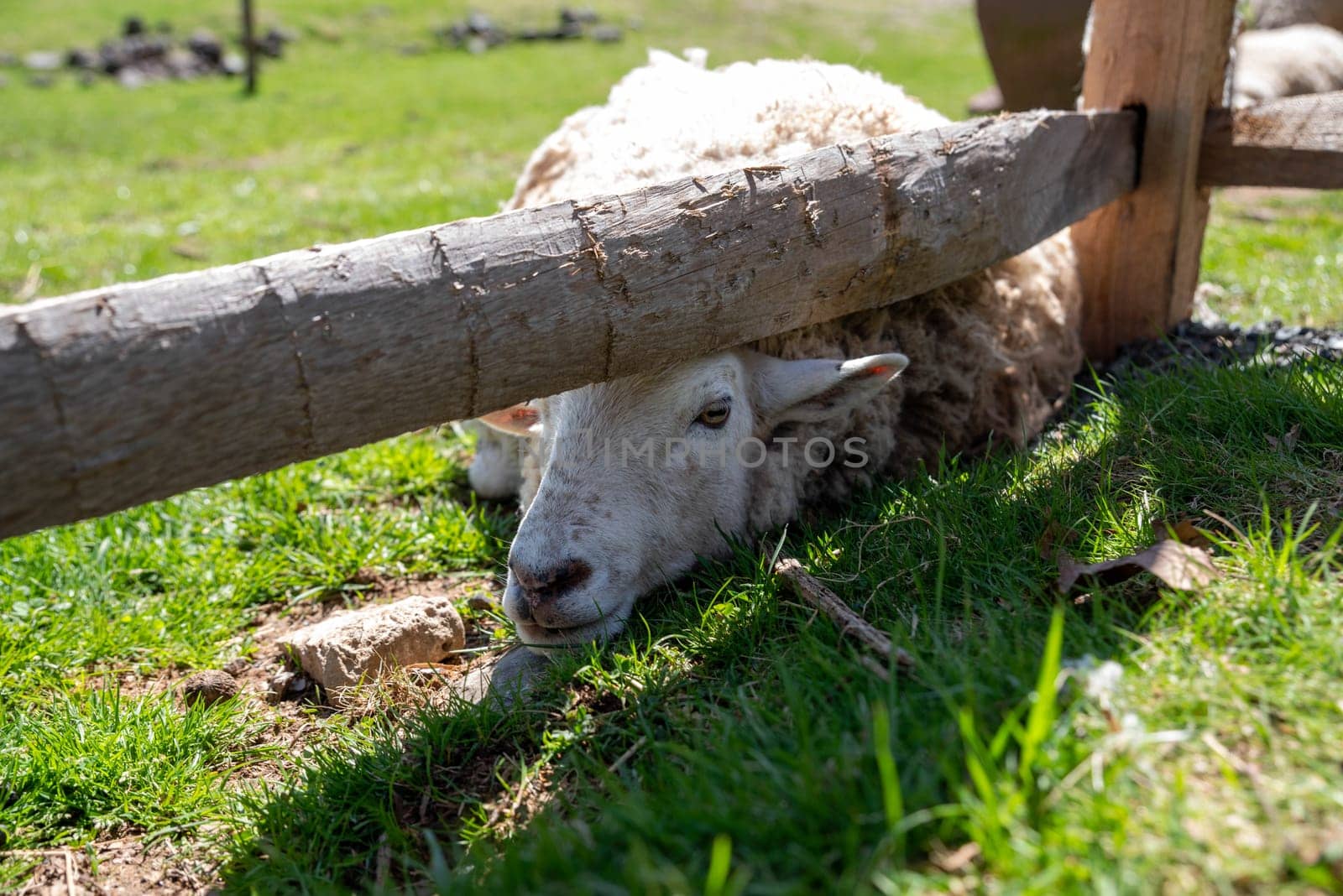 Sheep's face looks out from undsd a split rail wooden fence on a sunny day, laying in a green grass pasture with no people and copy space.