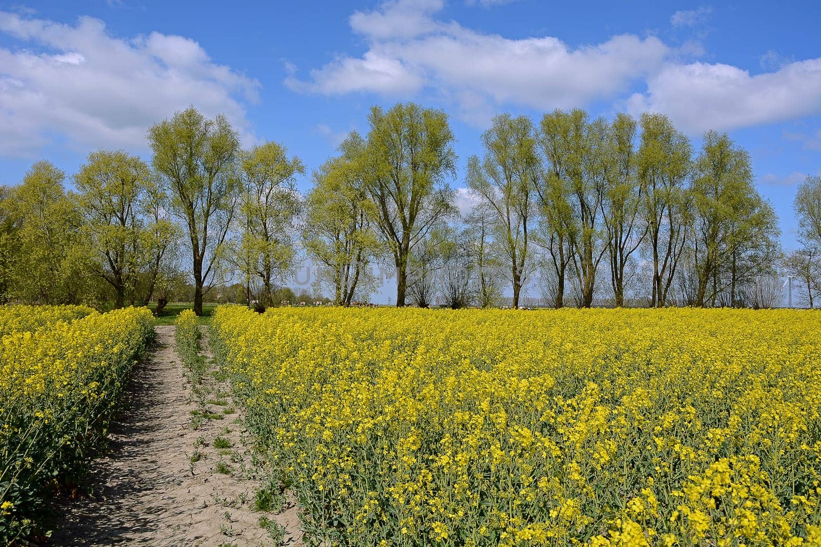 Rape field with trees