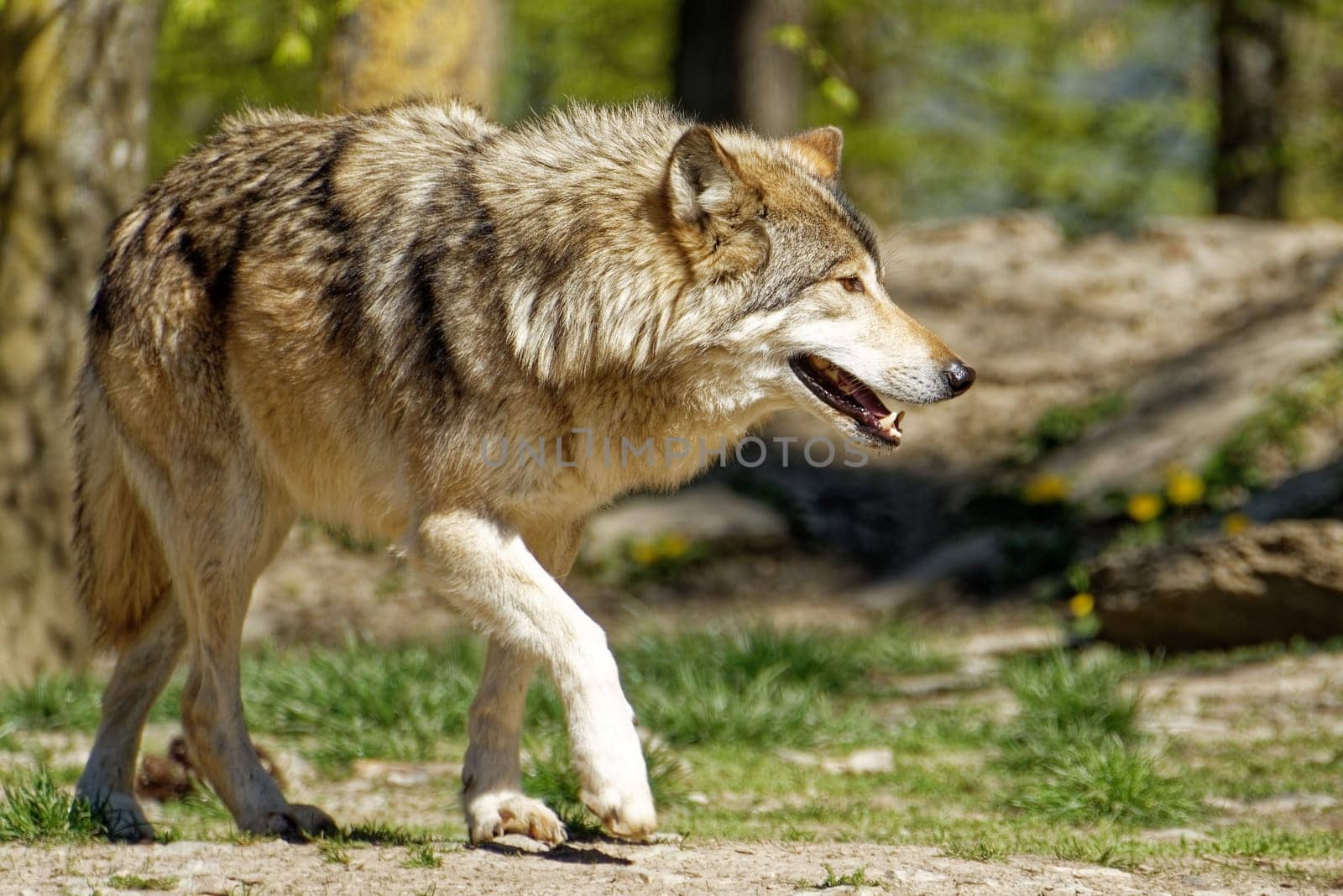 Timberwolf