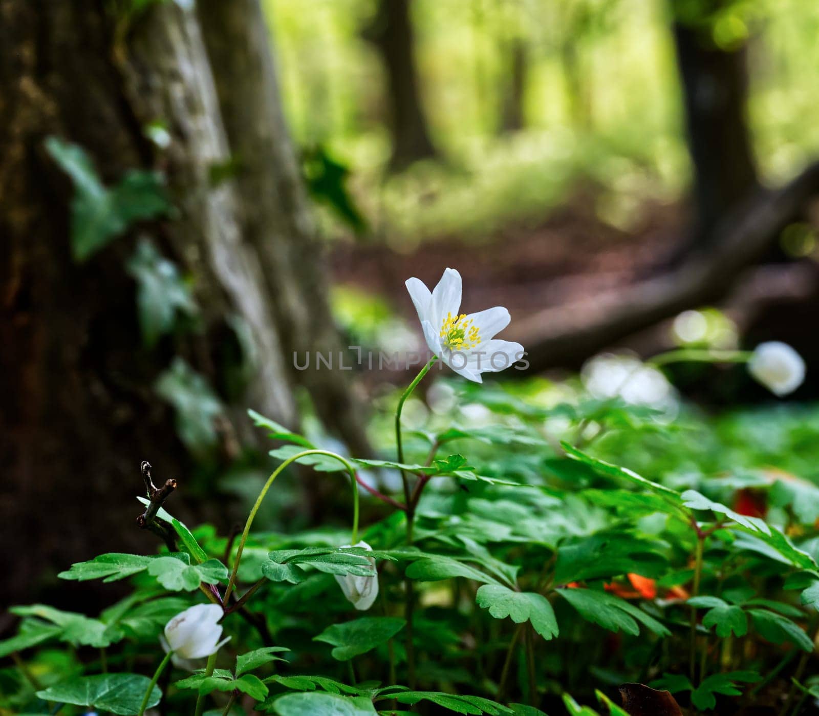closeup view: aesthetic white wood anemone in a shady wood, blooming in spring time, treetrunk and enlightend forest in the blurred background