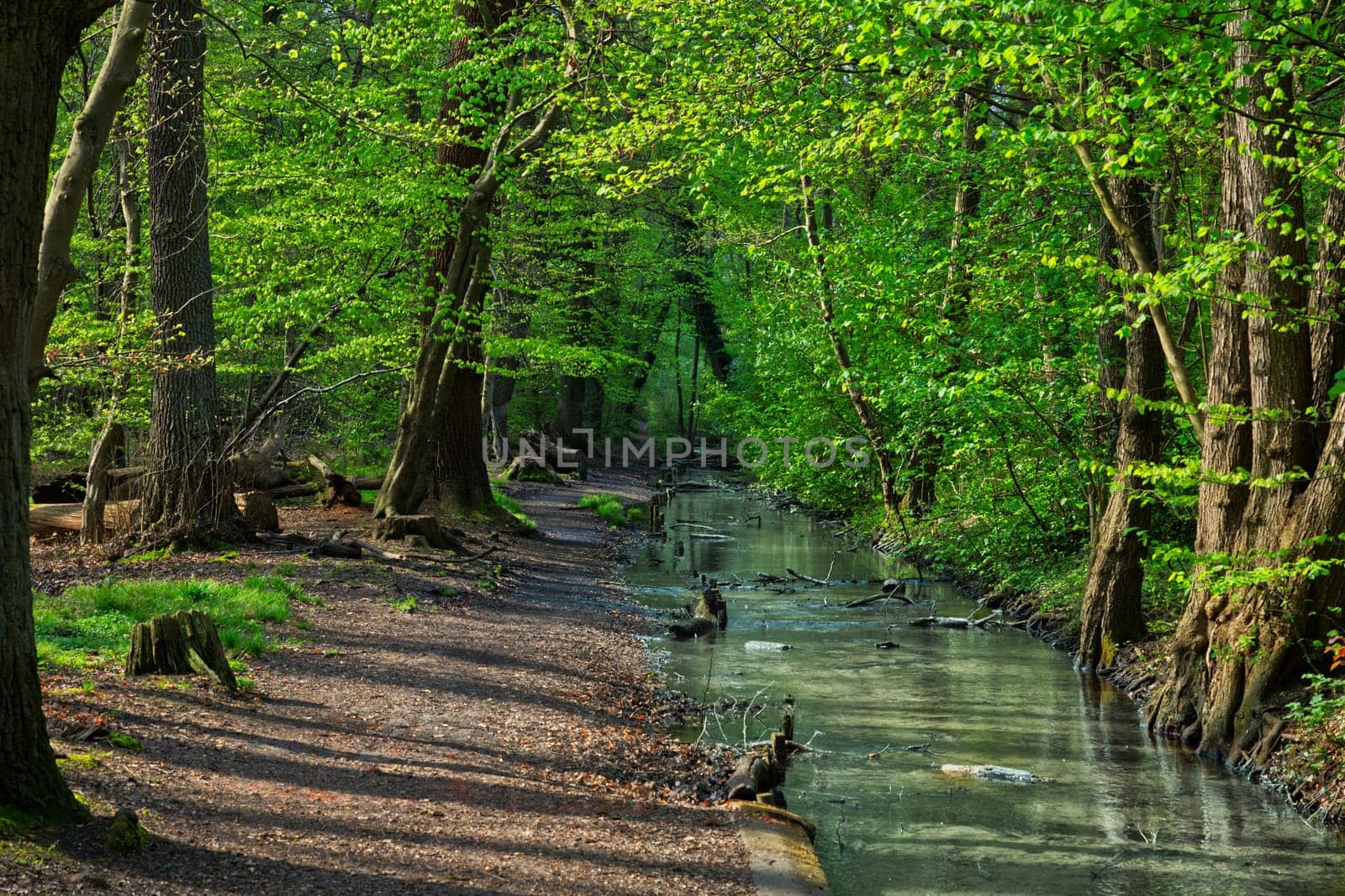 aesthetic little pathway along a stream in springtime woods, sunlight shining through the green fresh leafs