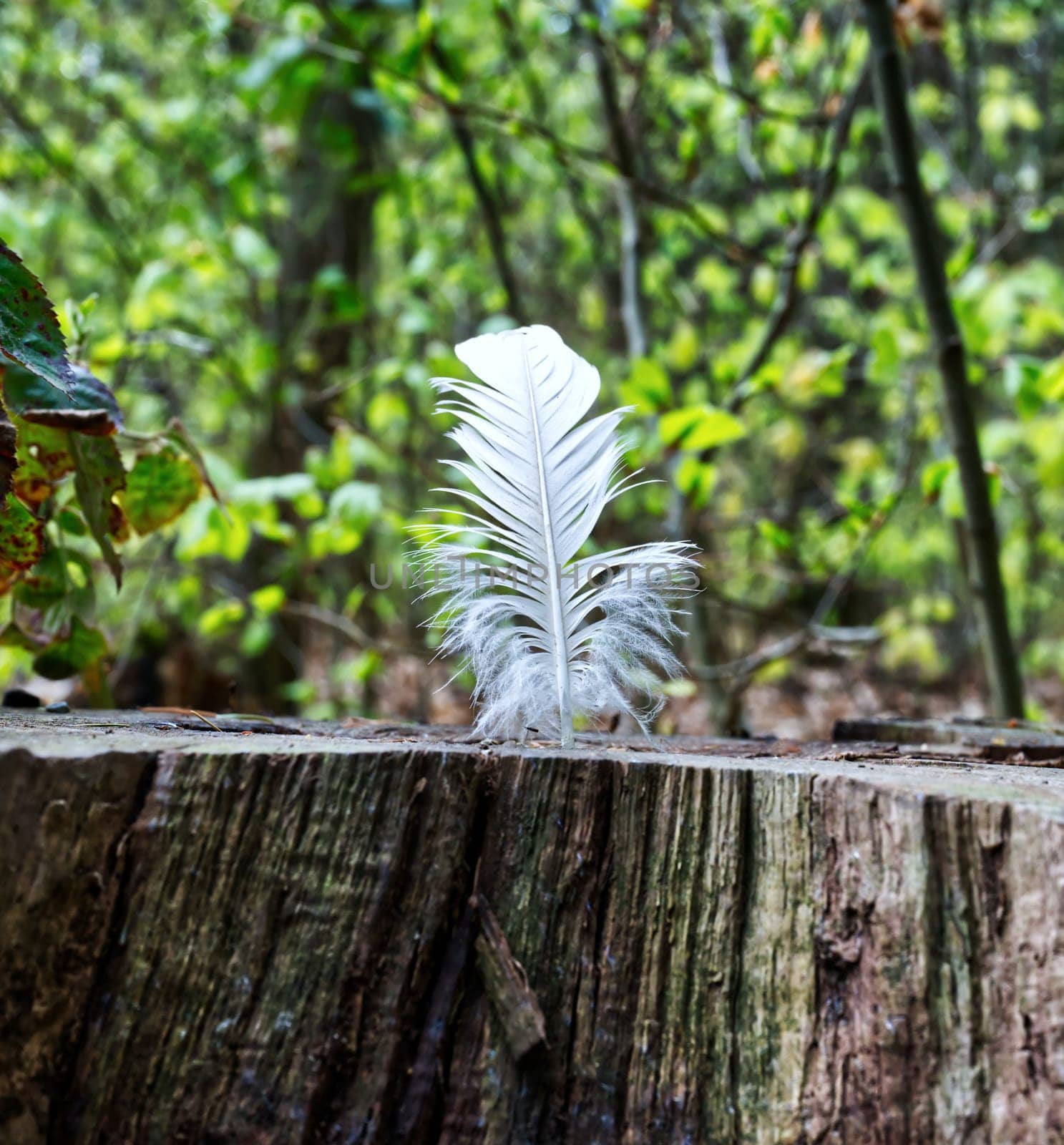 White Feather stuck on a sawn off tree trunk