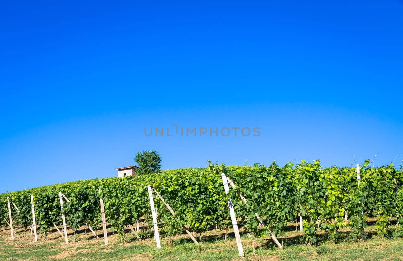 Piedmont hills in Italy, Monferrato area. Scenic countryside during summer season with vineyard field. Wonderful blue sky in background.
