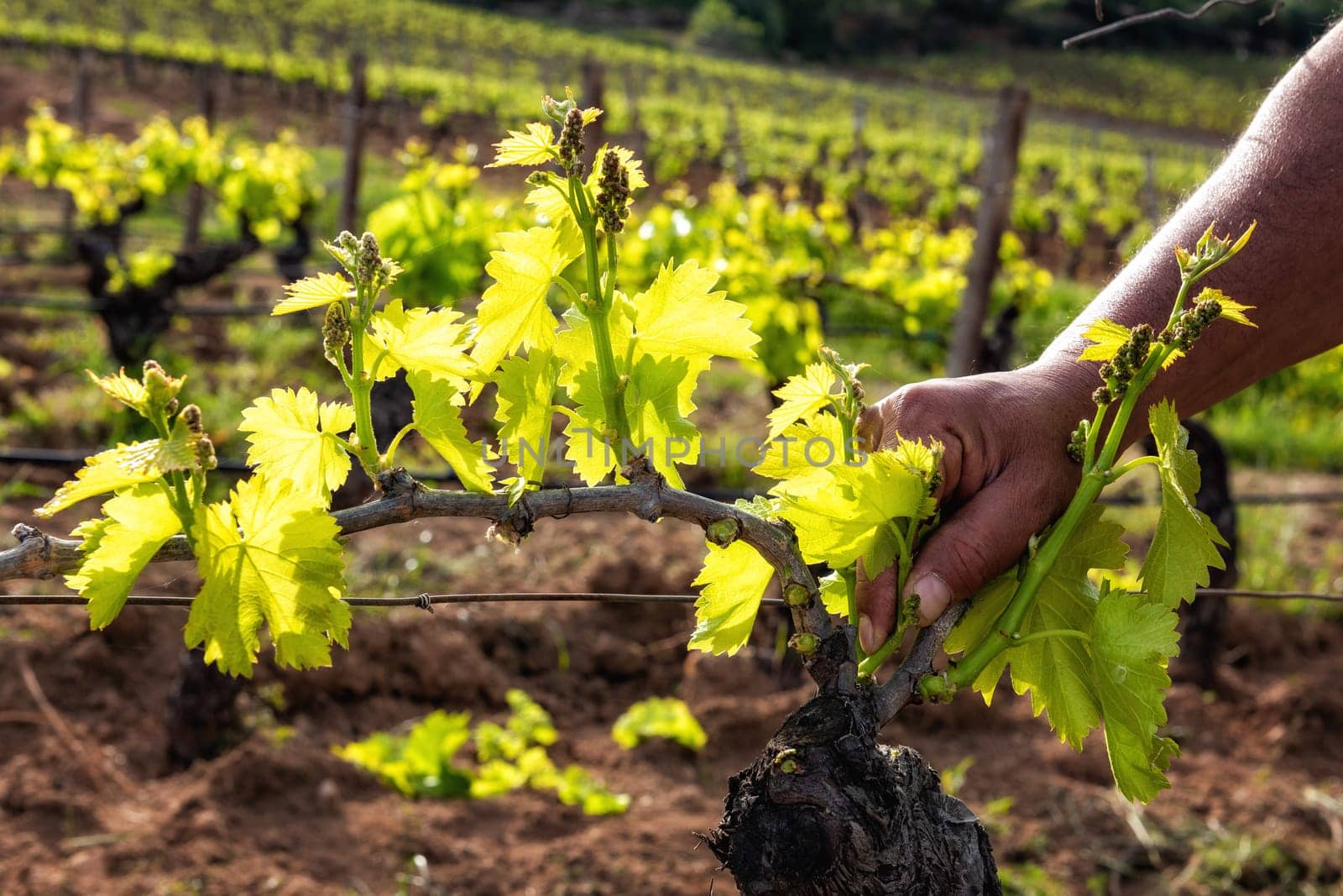 Green pruning of the vineyard. Farmer removes excess young sprouts from the branches of the vine. Traditional agriculture.