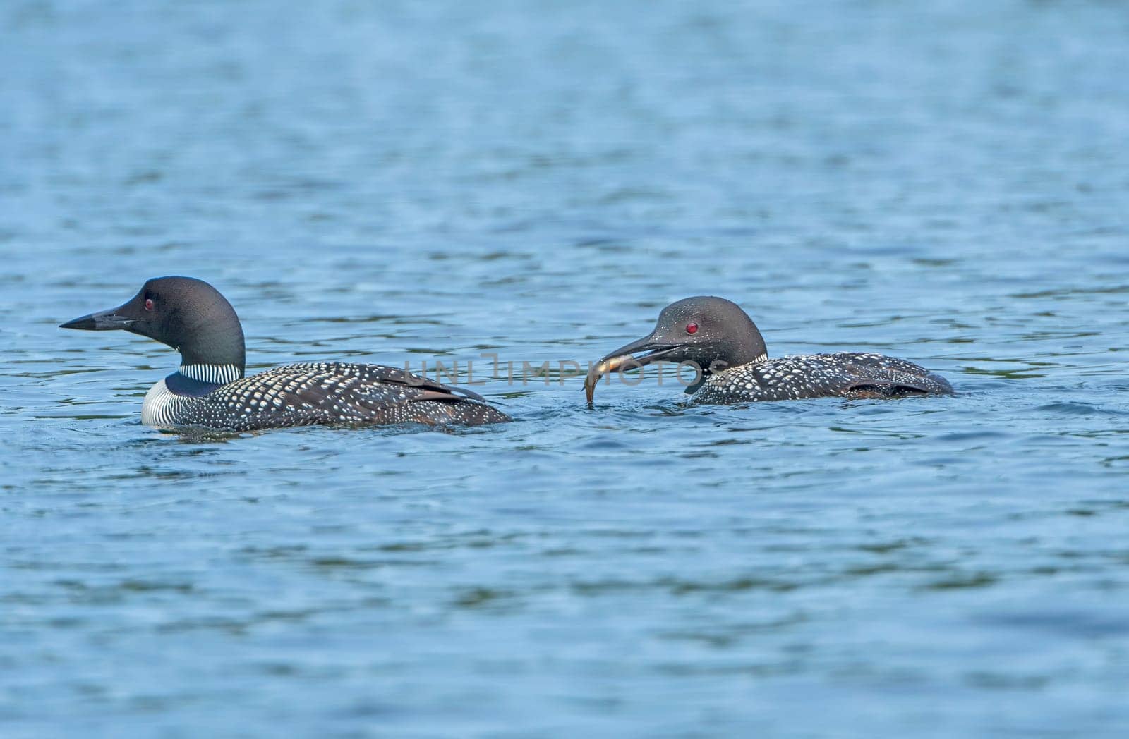 Loons Feeding on a Calm Lake in Summer on Plough Lake in Quetico Provincial Park in Ontario