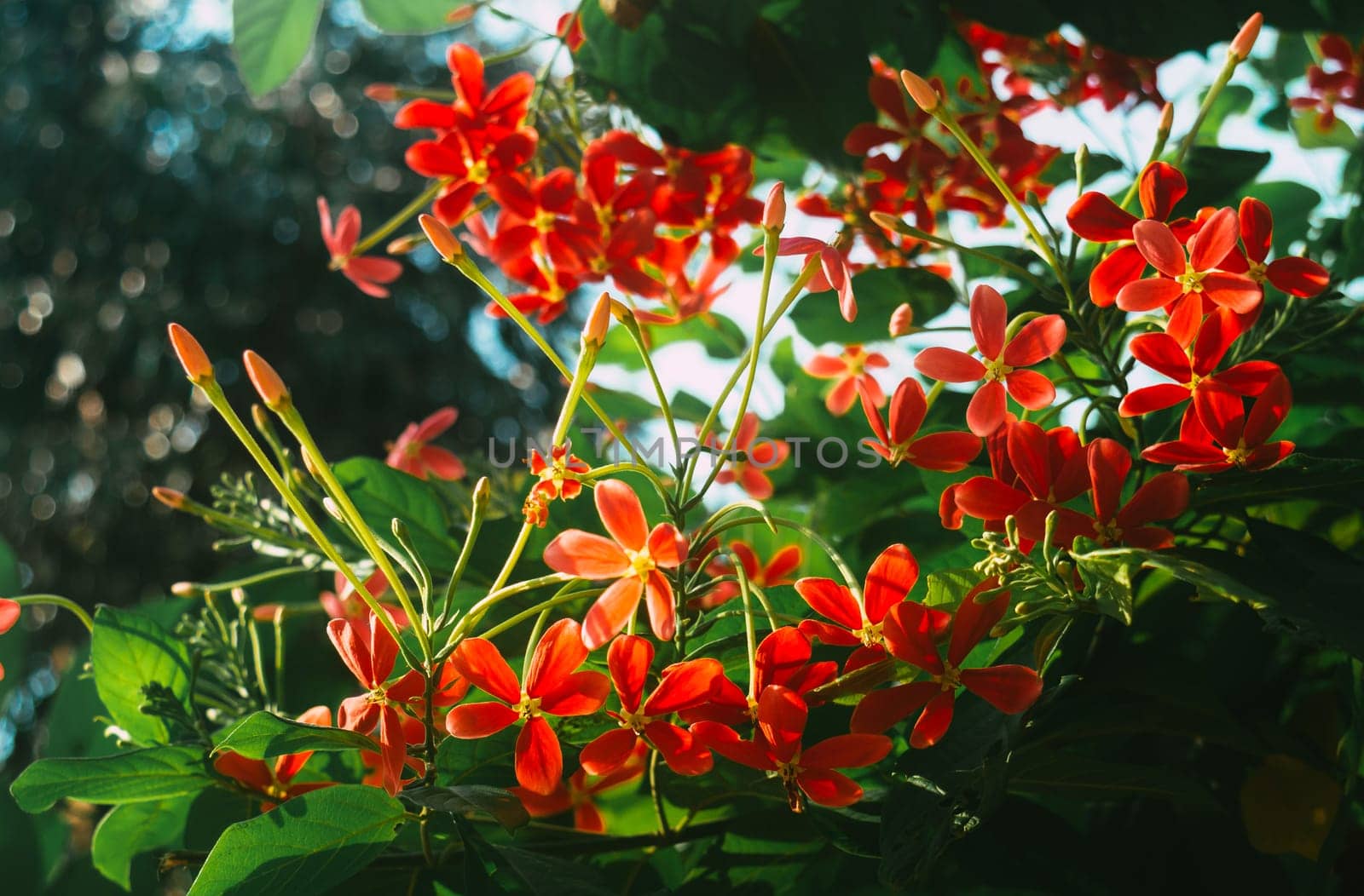 Mandevilla, Rocktrumpet flowers with five pink petals and yellow in the center in bloom backlit by sunlight in the garden. Low angle view.