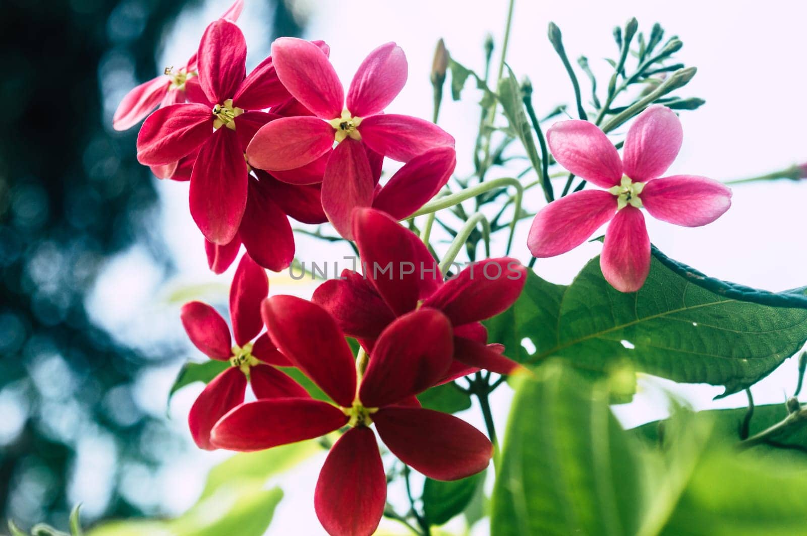 Mandevilla, Rocktrumpet flowers with five pink petals and yellow in the center in bloom backlit by sunlight in the garden. Low angle view.