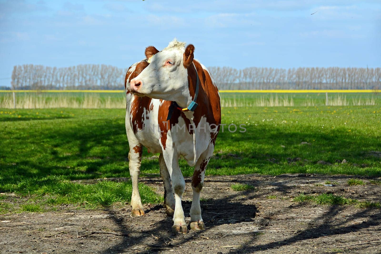 brown cow