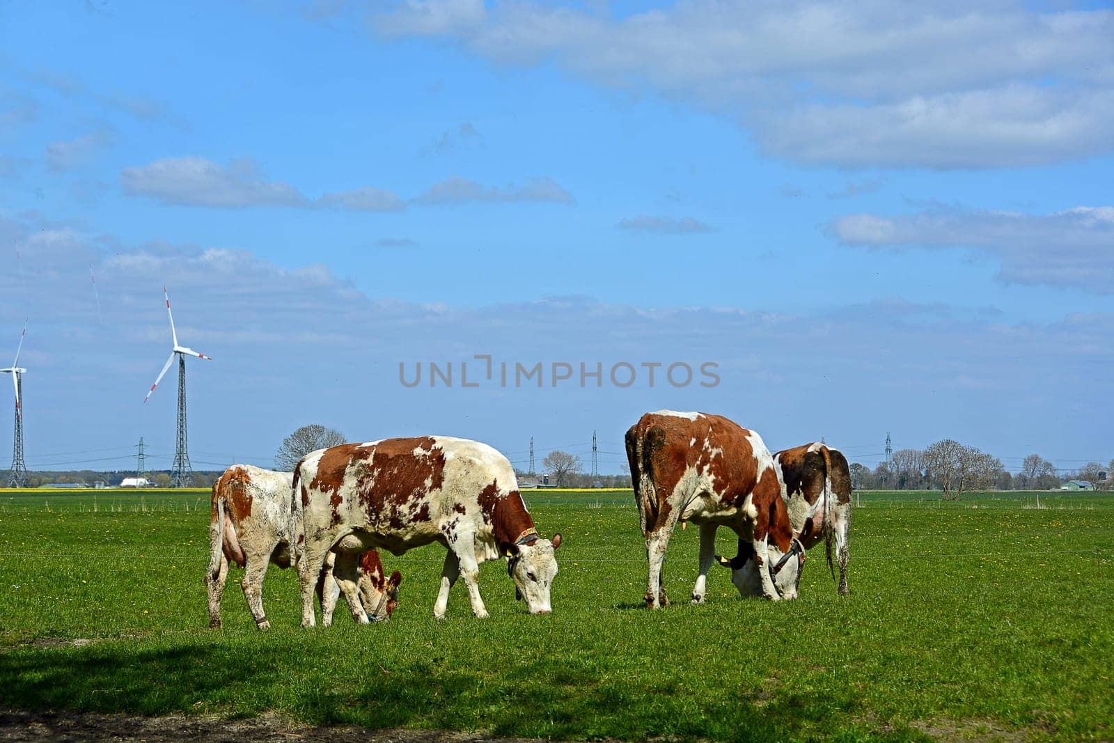 cows in the meadow