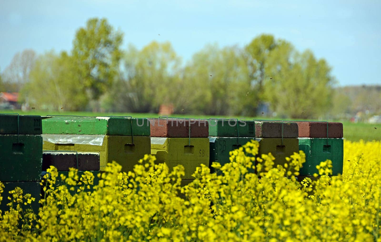 Beehives in the rapeseed field