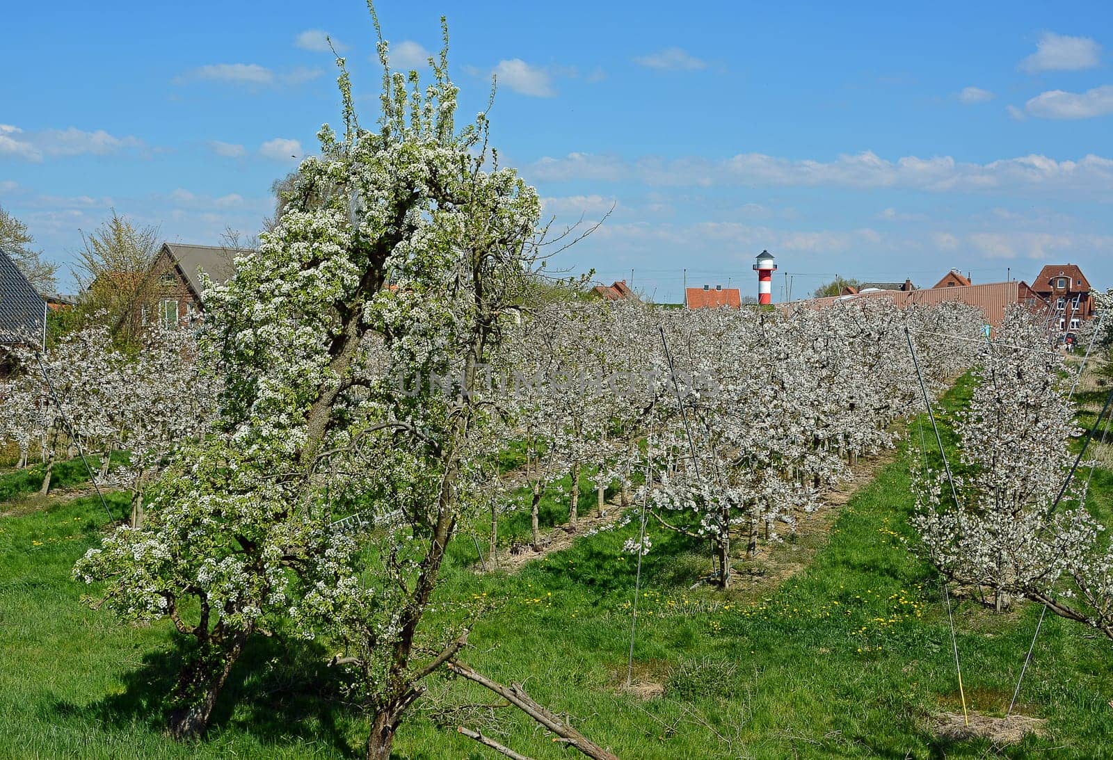 fruit blossom