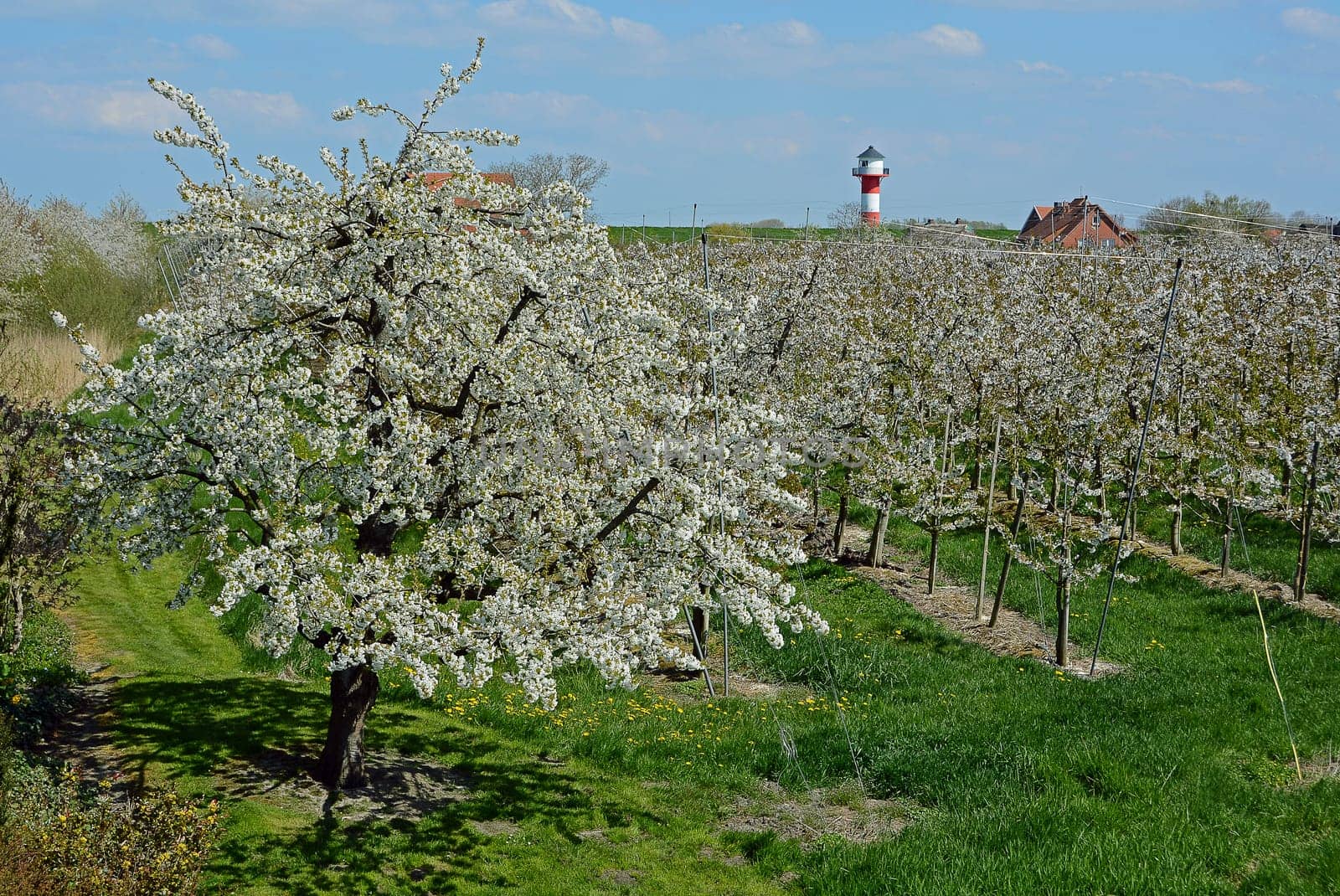 fruit blossom