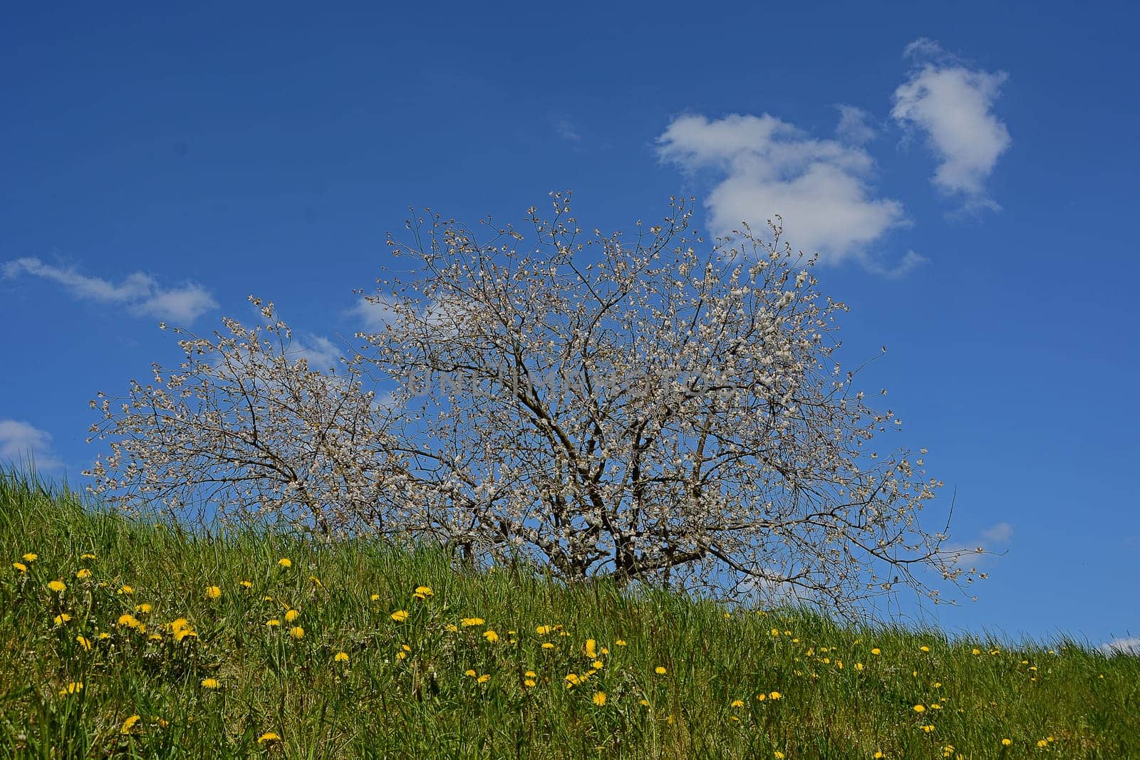 fruit blossom
