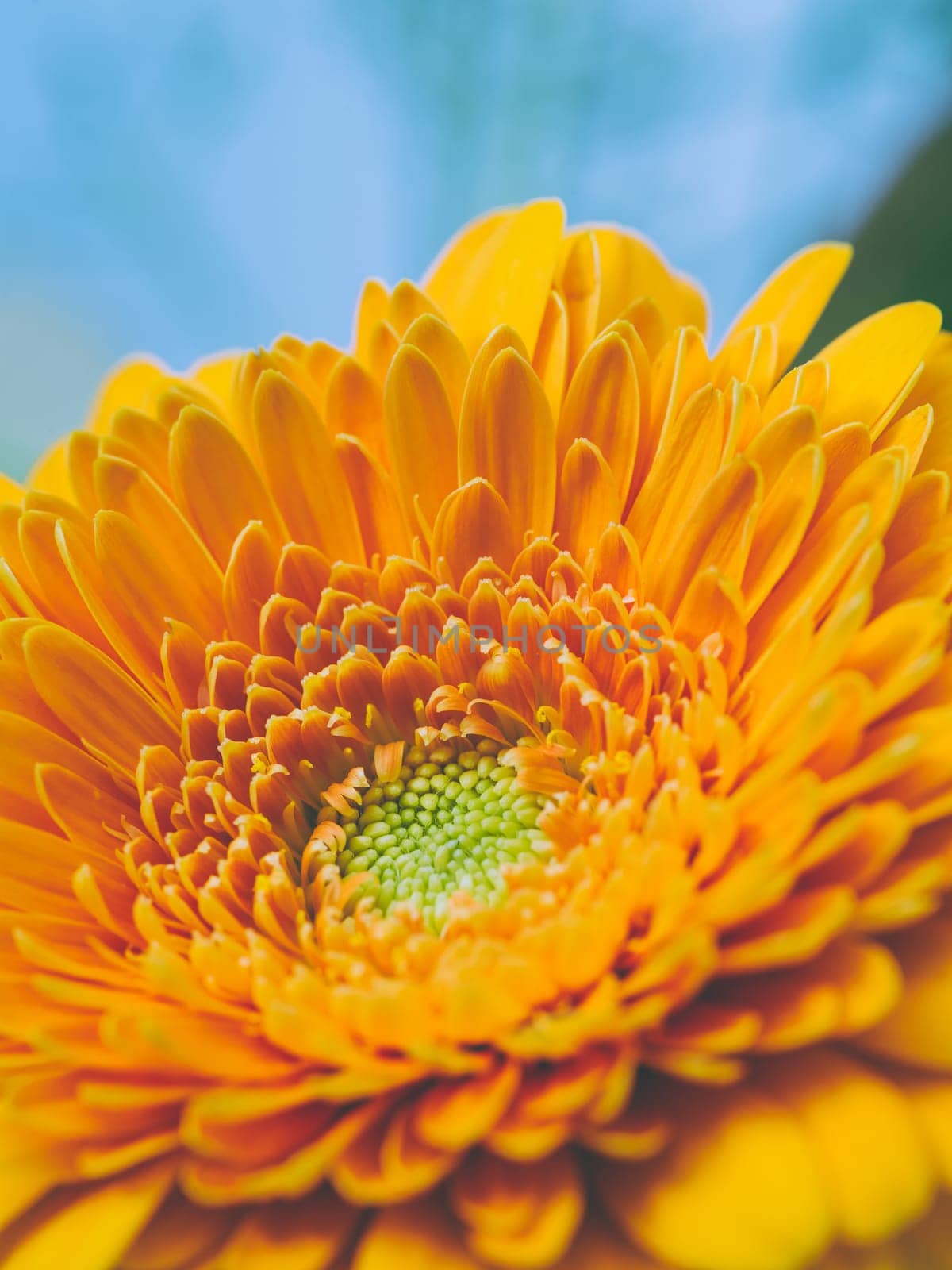 Macro closeup of an orange Gerbera flower with shallow depth of field.