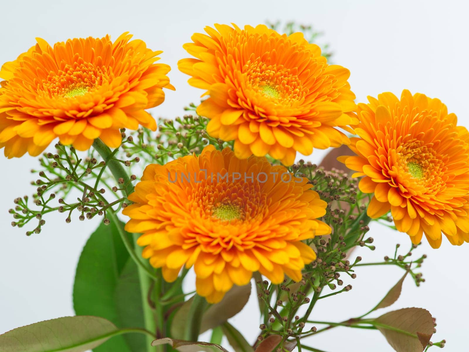 Four orange Gerbera flowers against a white background.