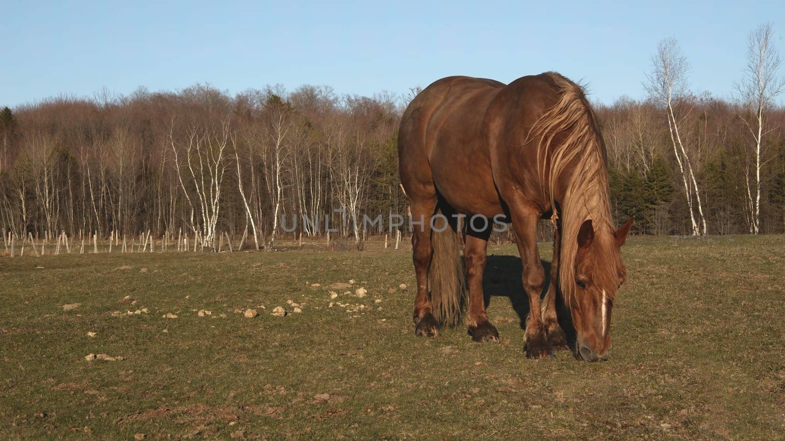horse grazing eating grass spring field agriculture country equestrian farm