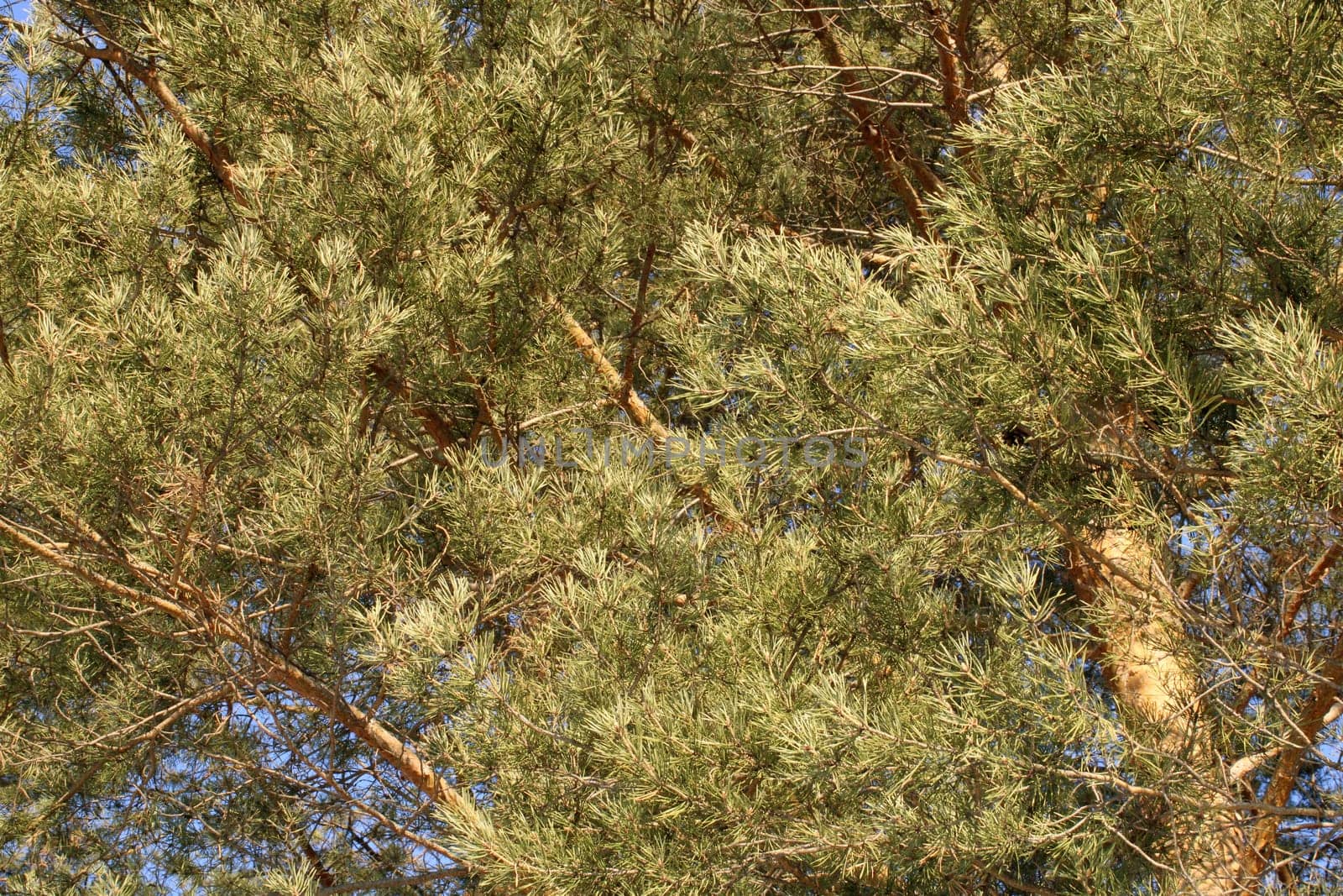 Coniferous tree with a large crown. Bottom view..