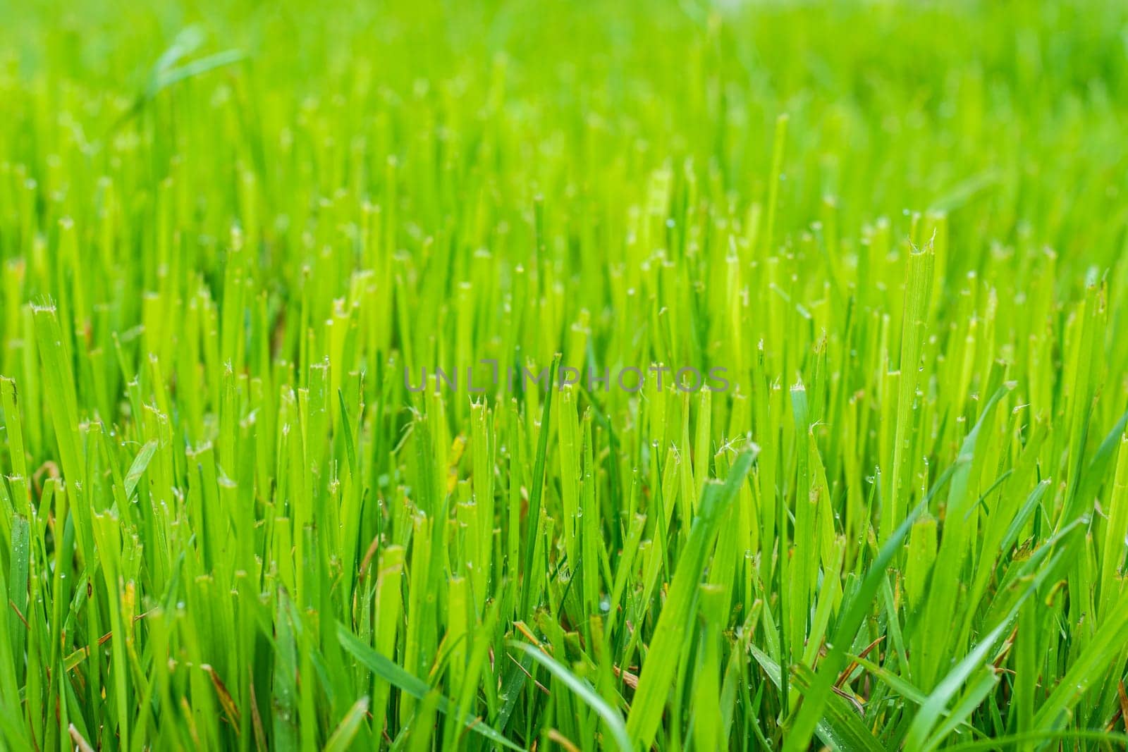 Trimmed fresh lawn close up