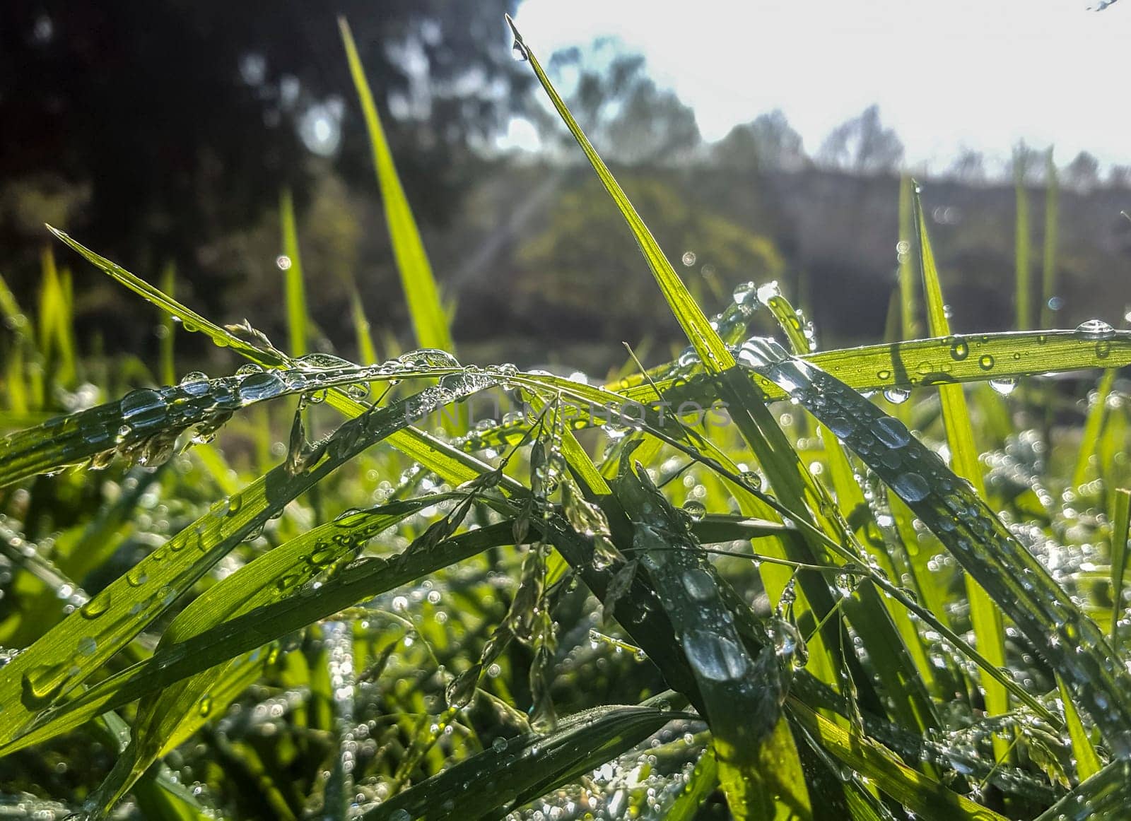 Beautiful long green grass on a springtime day full of drops of dew. Dark background
