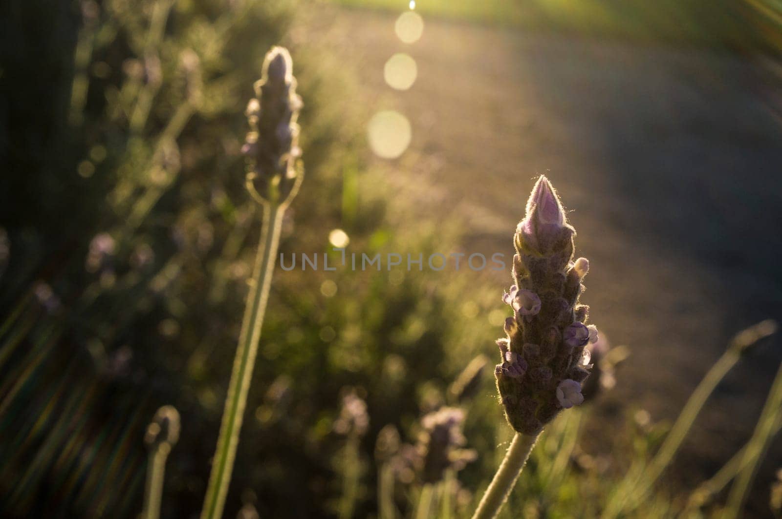 Backlighting of lavender plant at sunset on springtime. Aromatic herbaceous abundant at extremaduran dehesa forests