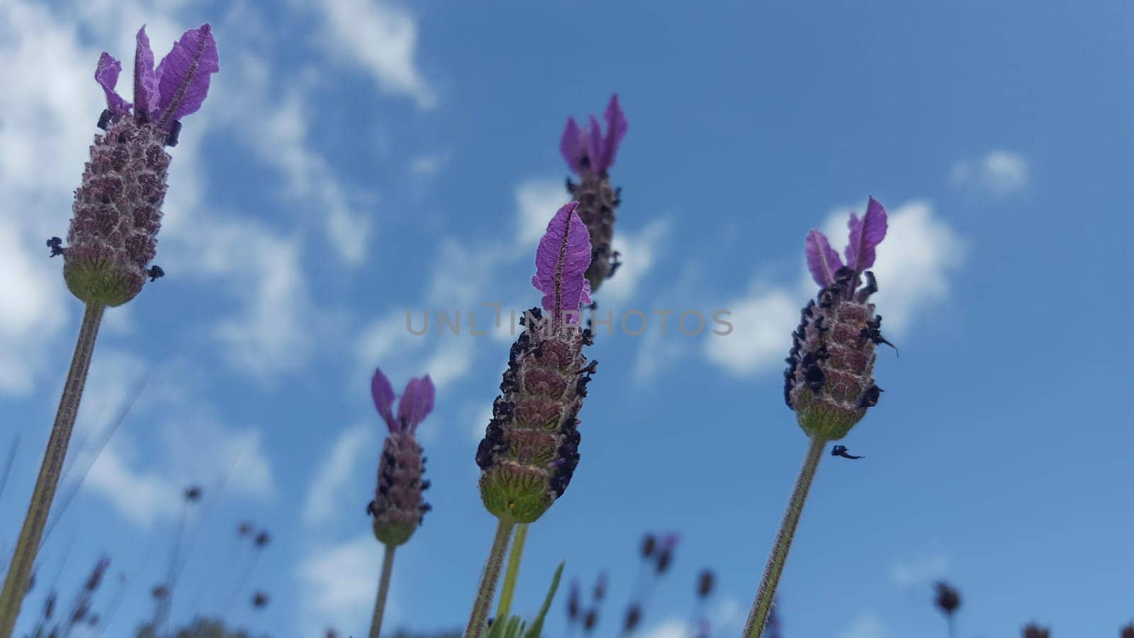 Lavender stems seen over blue sky with clouds. Selective focus