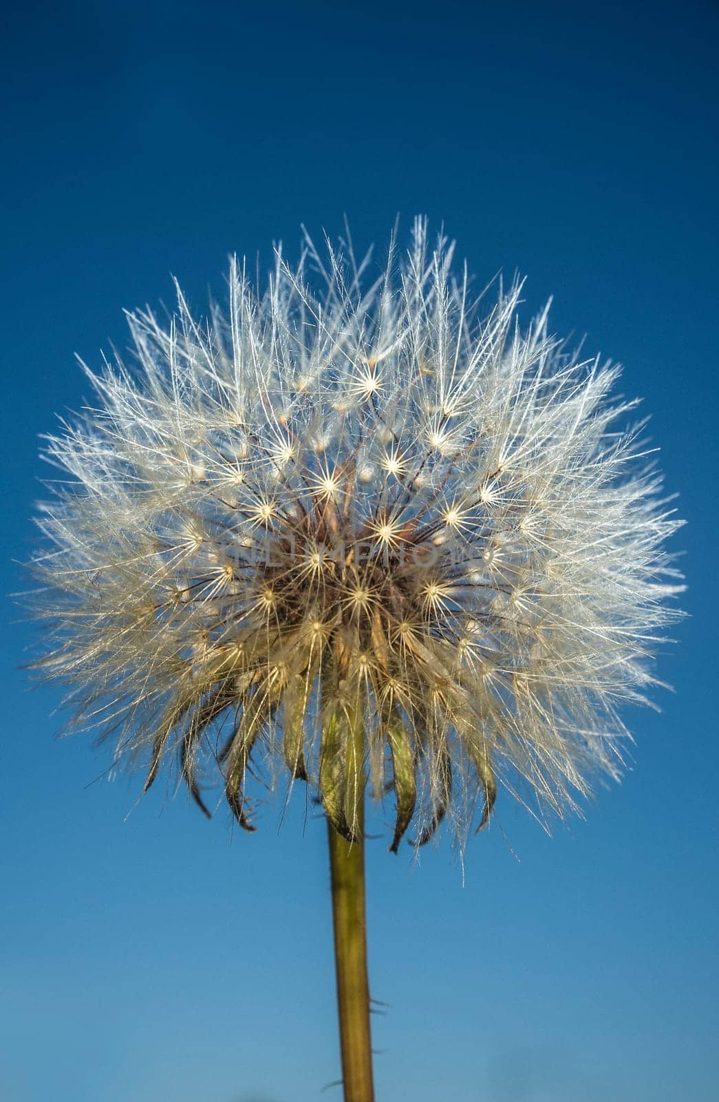Dandelion ball over dark blue background. Selective focus