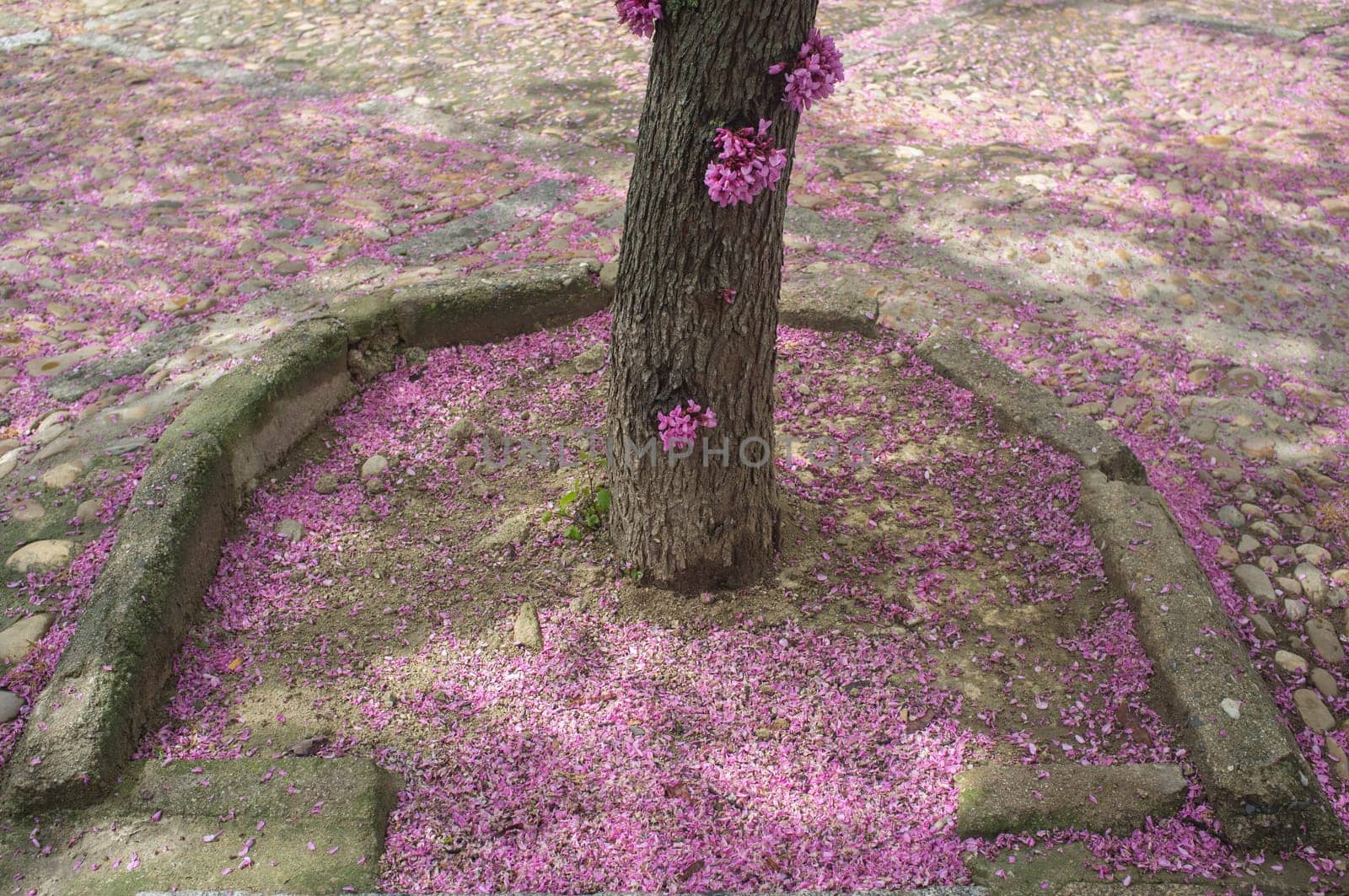 Pit full of pink flowers of judas tree or Cercis siliquastrum. Petal covering urban park floor