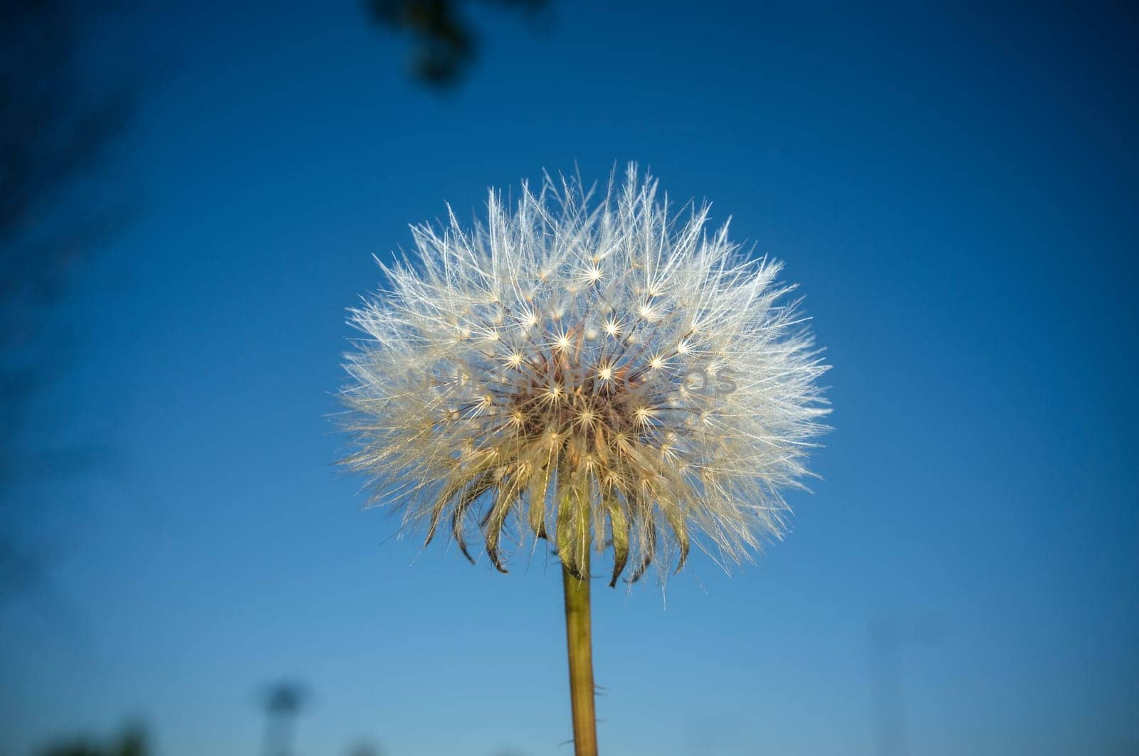 Dandelion ball over dark blue background. Selective focus