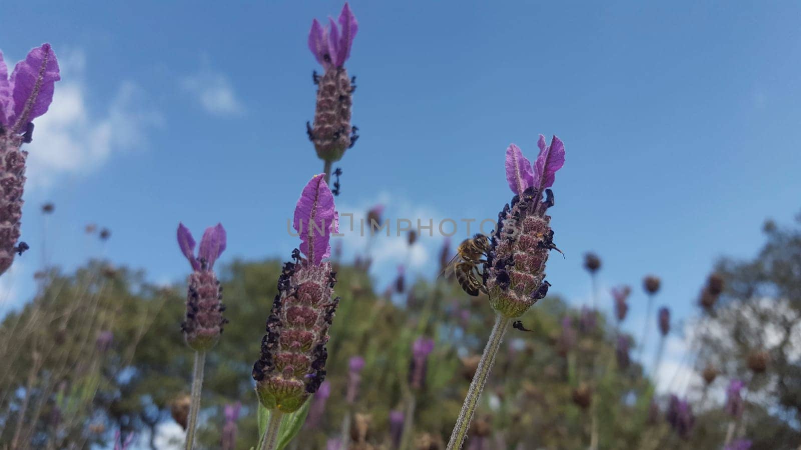 Lavender stems seen over blue sky with clouds. Selective focus