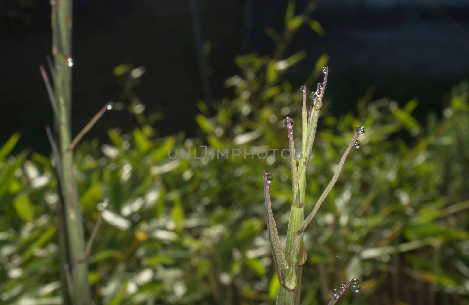 Beautiful ground green bamboo sprouts on a spring sunrise. Blade full of drops of dew