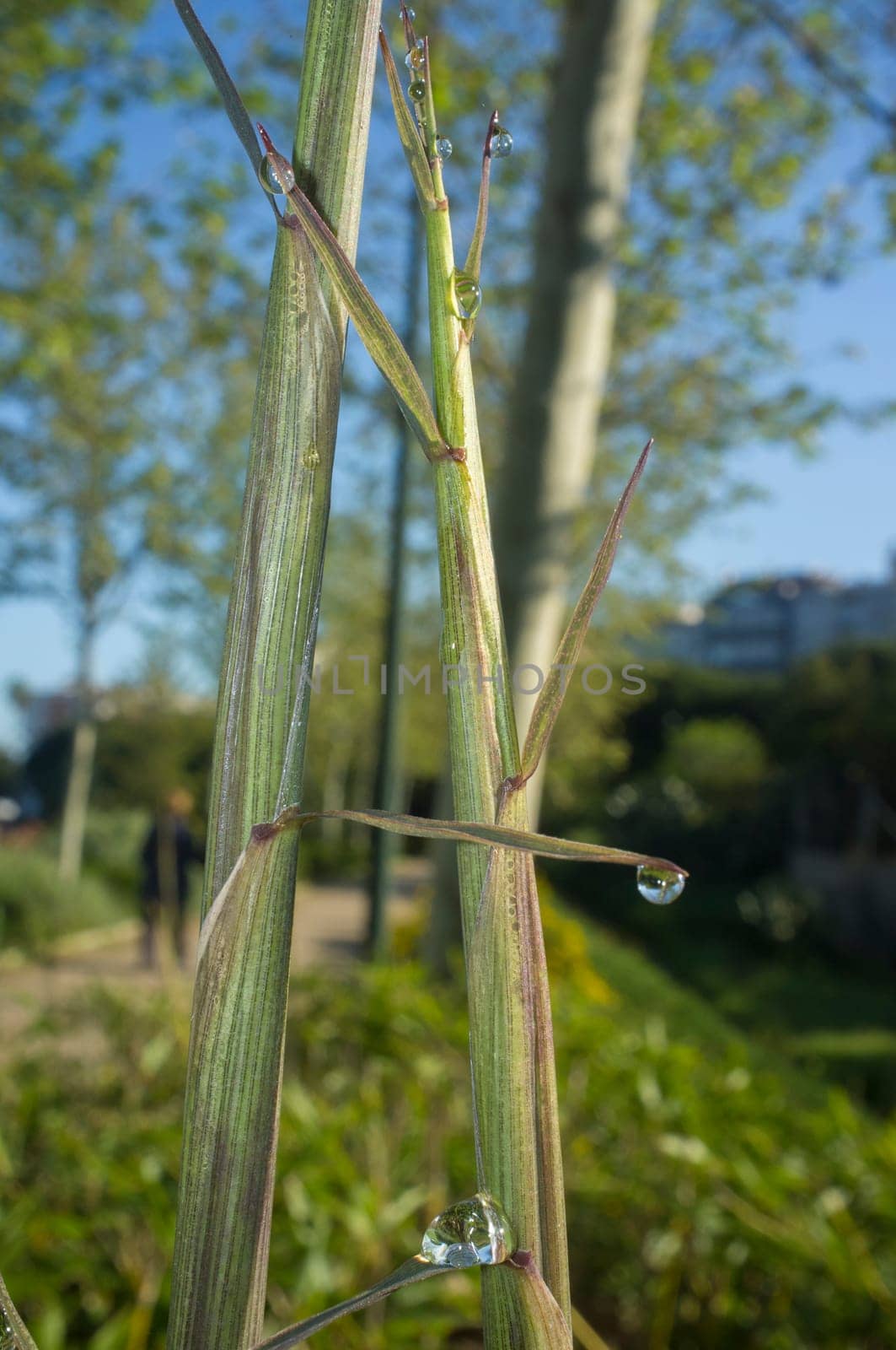 Beautiful ground green bamboo sprouts on a spring sunrise. Blade full of drops of dew